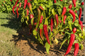 Ms. Junie – Hot Pepper 25 Seeds | Very Hot Pepper | Fruity Flavor | Rare Caribbean-Style Chili