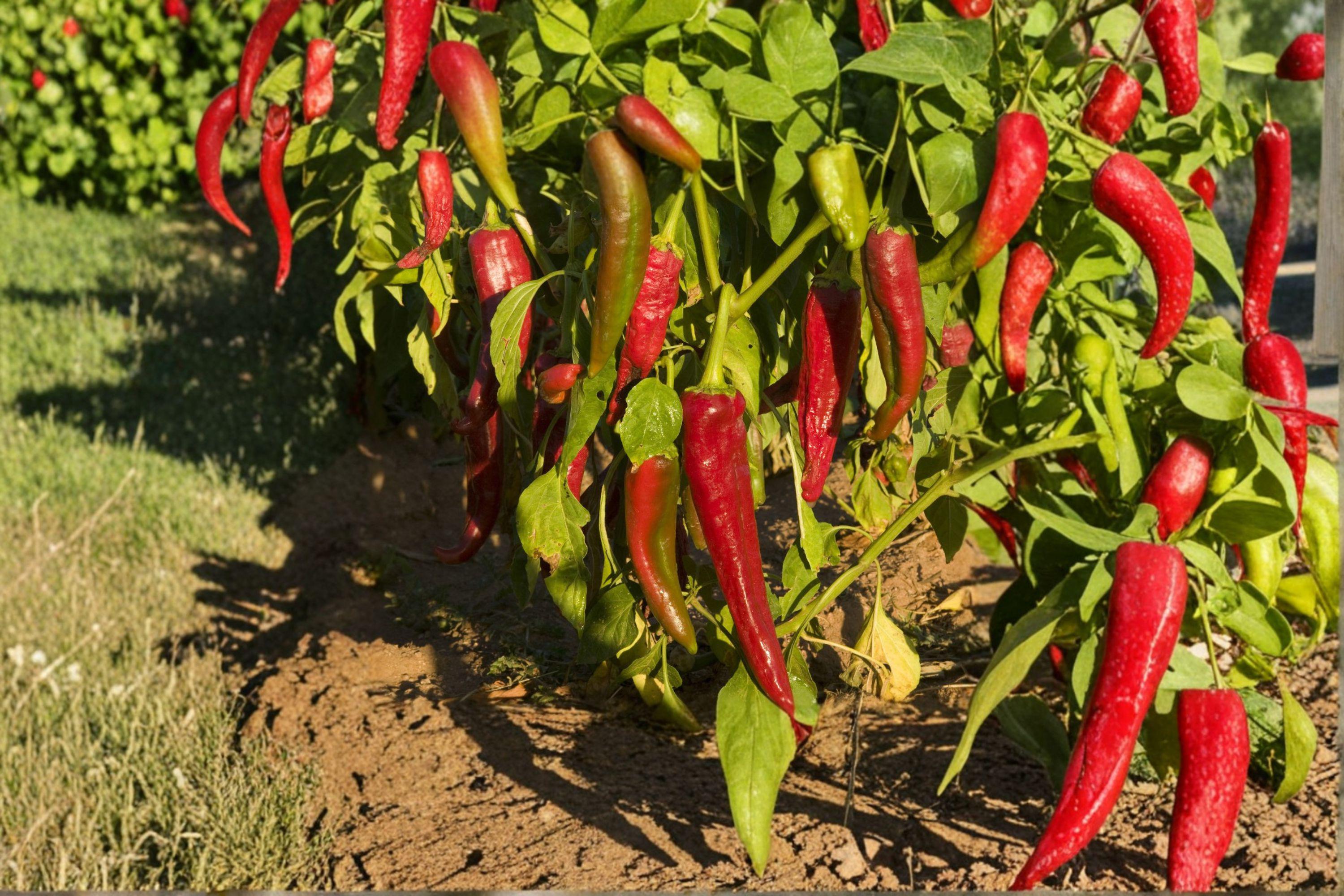 Ms. Junie – Hot Pepper 25 Seeds | Very Hot Pepper | Fruity Flavor | Rare Caribbean-Style Chili