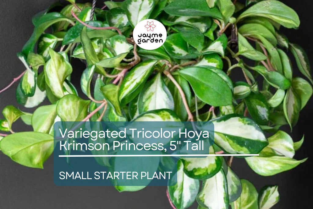 Hoya Carnosa Starter Plant - Variegated Tricolor Hoya Krimson Princess, 5" Tall - Unique Tropical Houseplant with Colorful Foliage