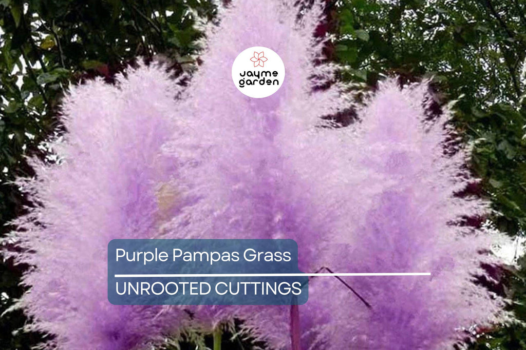 Purple Pampas Grass (Cortaderia selloana) - 4 Live Plugs, 3-5" Tall | Ornamental Grass with Dusty-Purple Plumes