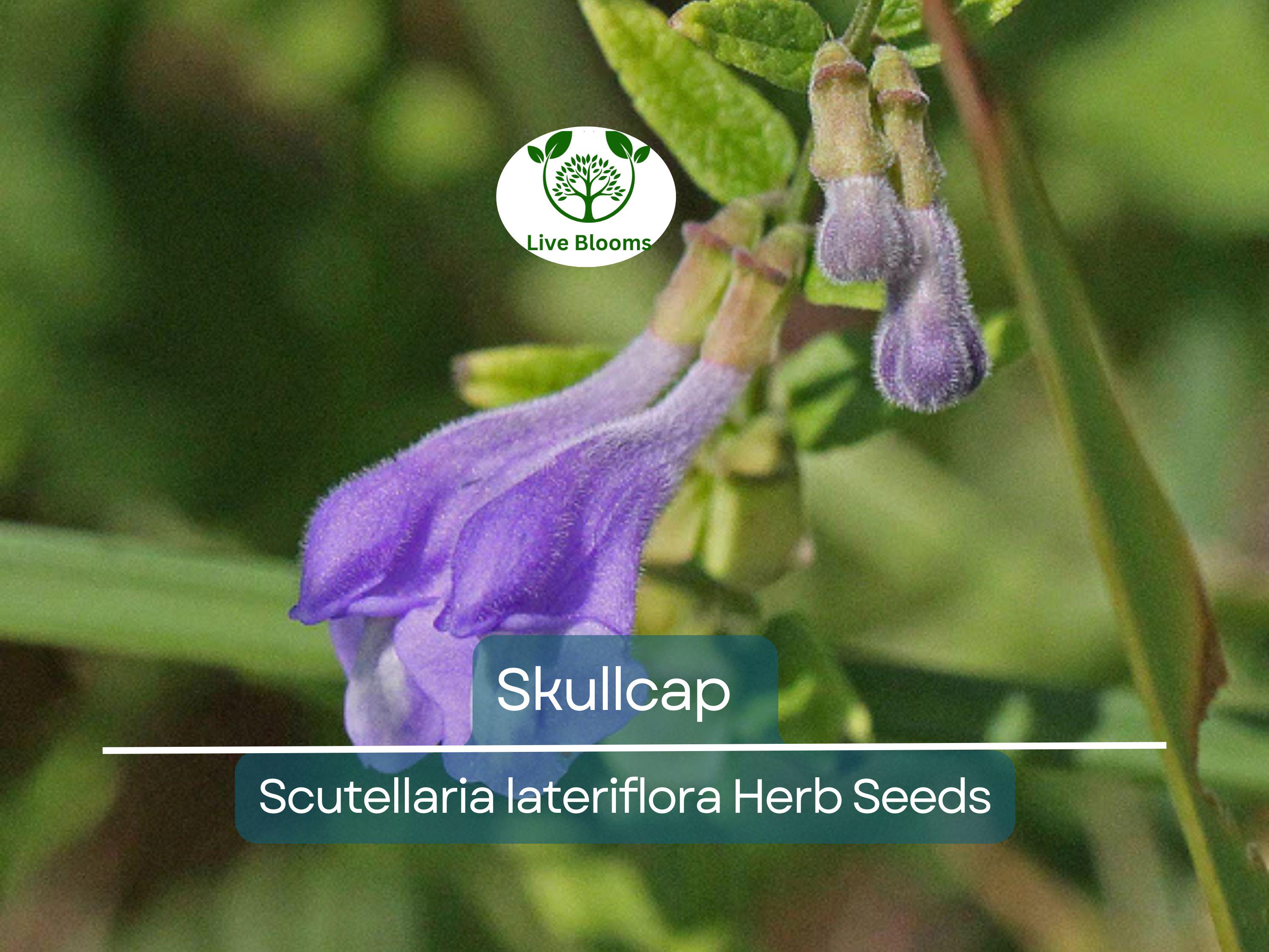 100 Skullcap Herb Seeds (Scutellaria lateriflora) for planting - Mad Dog, Grow Your Own Plant