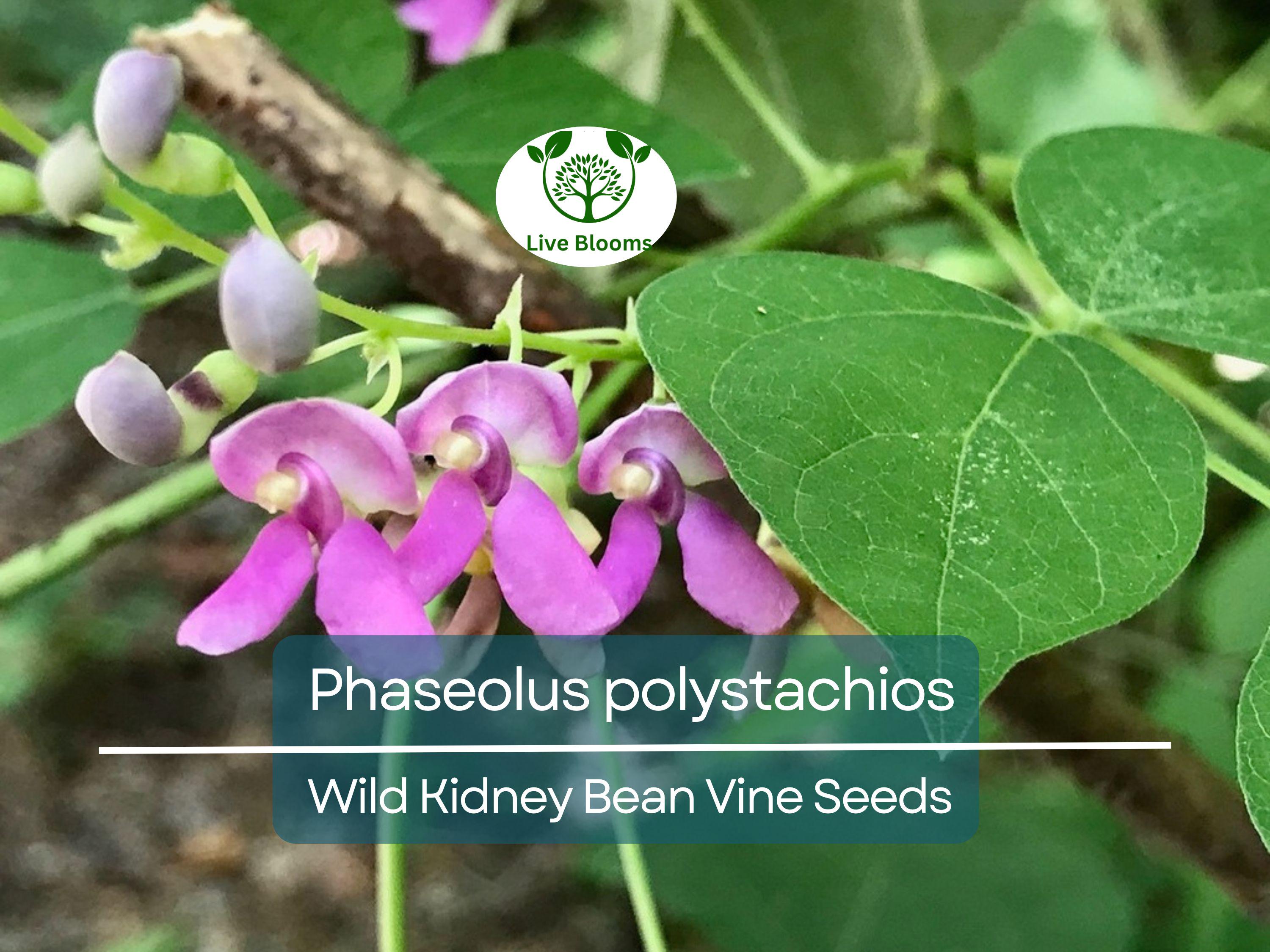 5 Seeds Phaseolus Polystachios – Wild Kidney Bean Vine for Planting | Hardy Climber for Garden & Landscaping | Native Legume Species