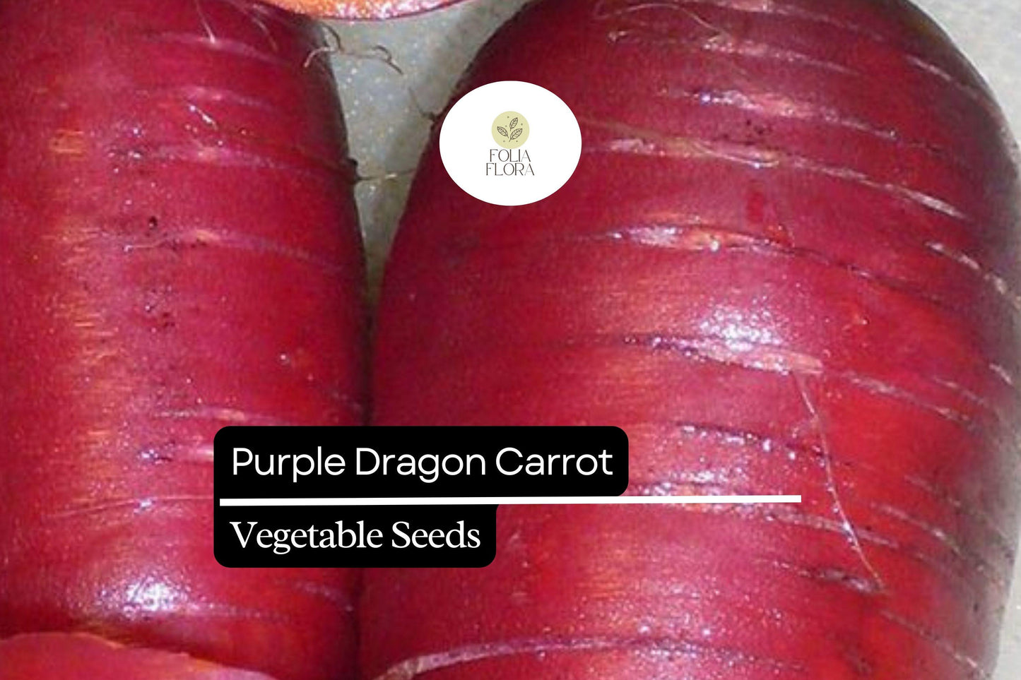 200 Seeds Purple Dragon Carrot, Daucus Carota, Vibrant Purple Heirloom Carrot