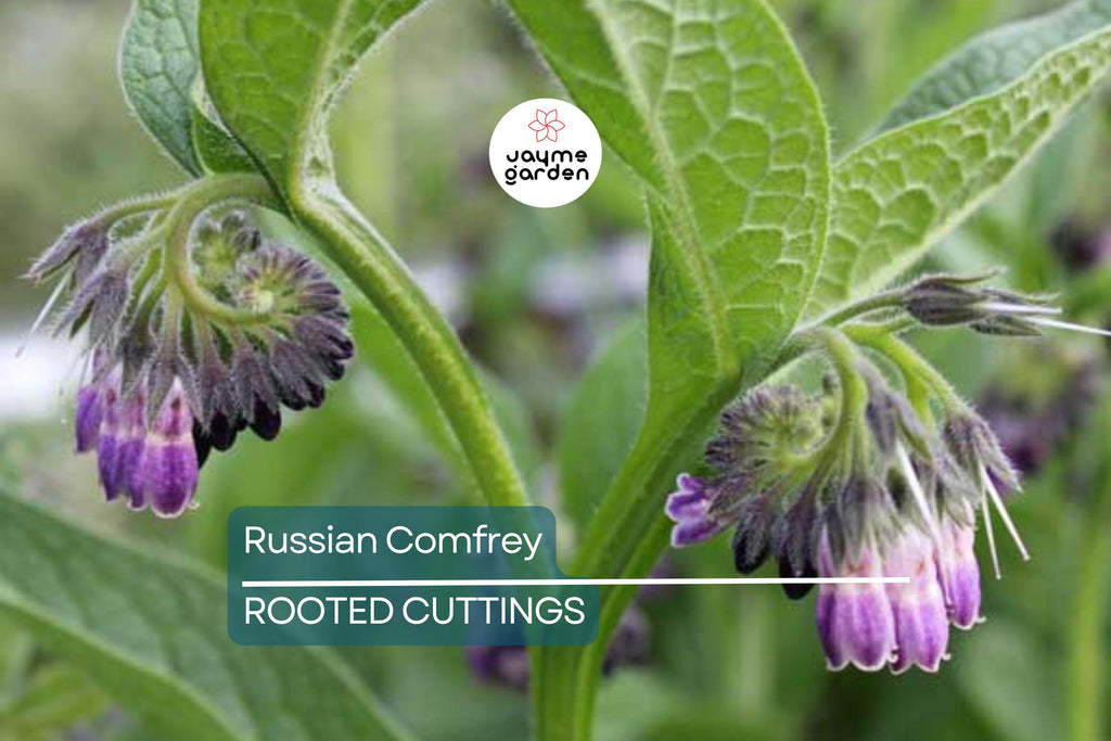 Large Live Russian Comfrey Crown Cuttings - Bocking #14 (5 Pack), 1-2" Shoots & Roots, Freshly Dug, Soil Builder, Permaculture Plant