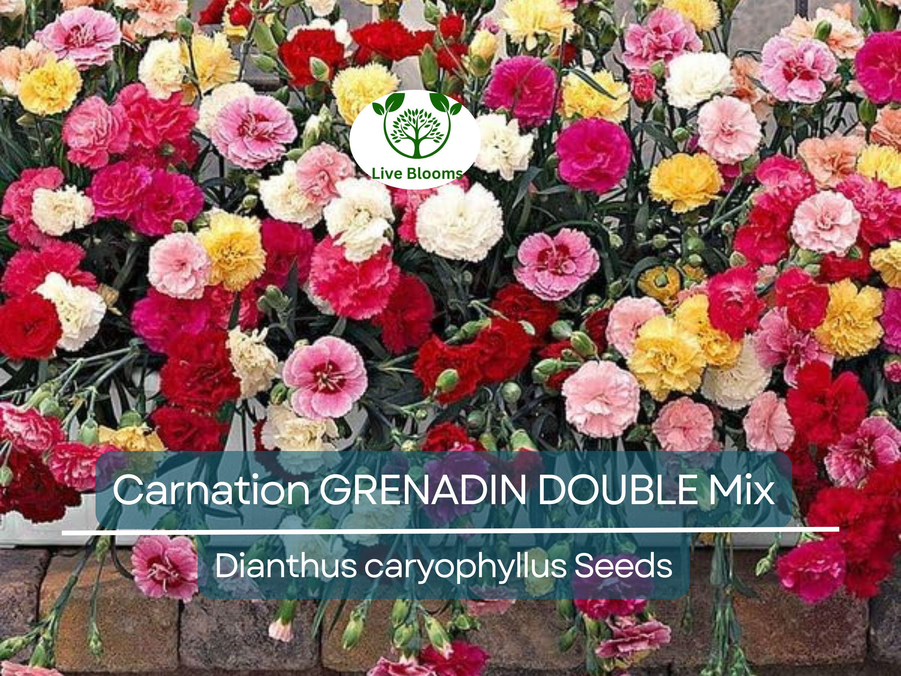 200 Seeds Carnation GRENADIN DOUBLE Mix, Dianthus caryophyllus, Pollinator-Friendly, Fragrant Cut Flowers, Florist Quality, for Gardens