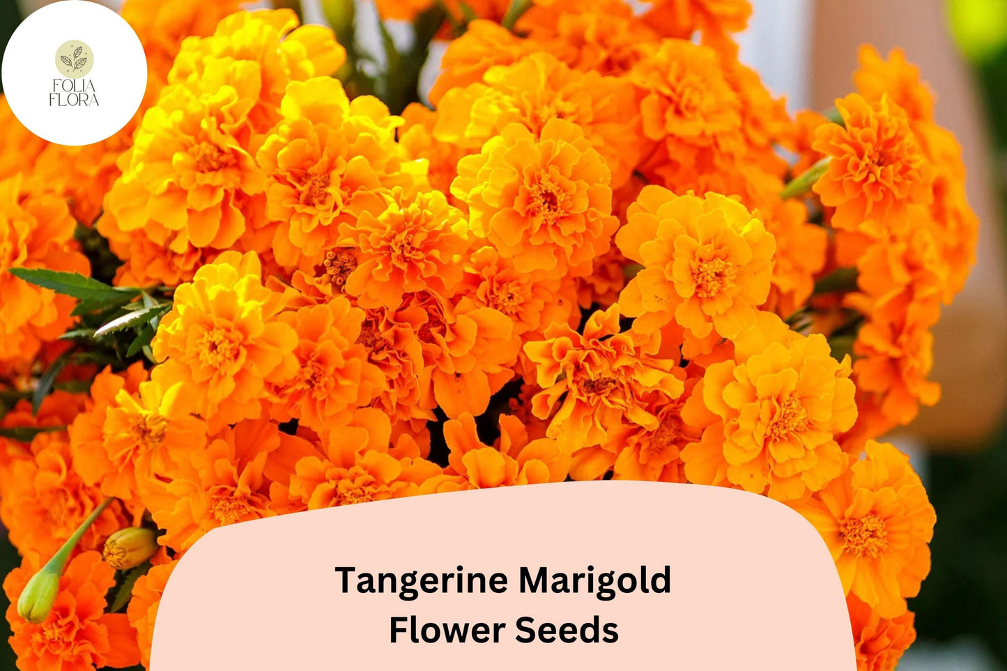 25+ Tangerine Marigold Seeds | Tagetes patula | Bright Orange Blooms | Easy Annual Garden Planting | Pollinator-Friendly