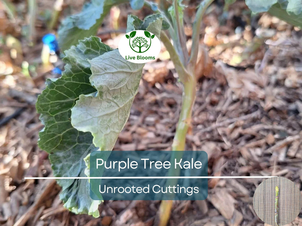 2 Unrooted Perennial Purple Tree Kale Cuttings (5-7") - Brassica oleracea, Purple Tree Collard, Edible Perennial, Rare Garden Cutting