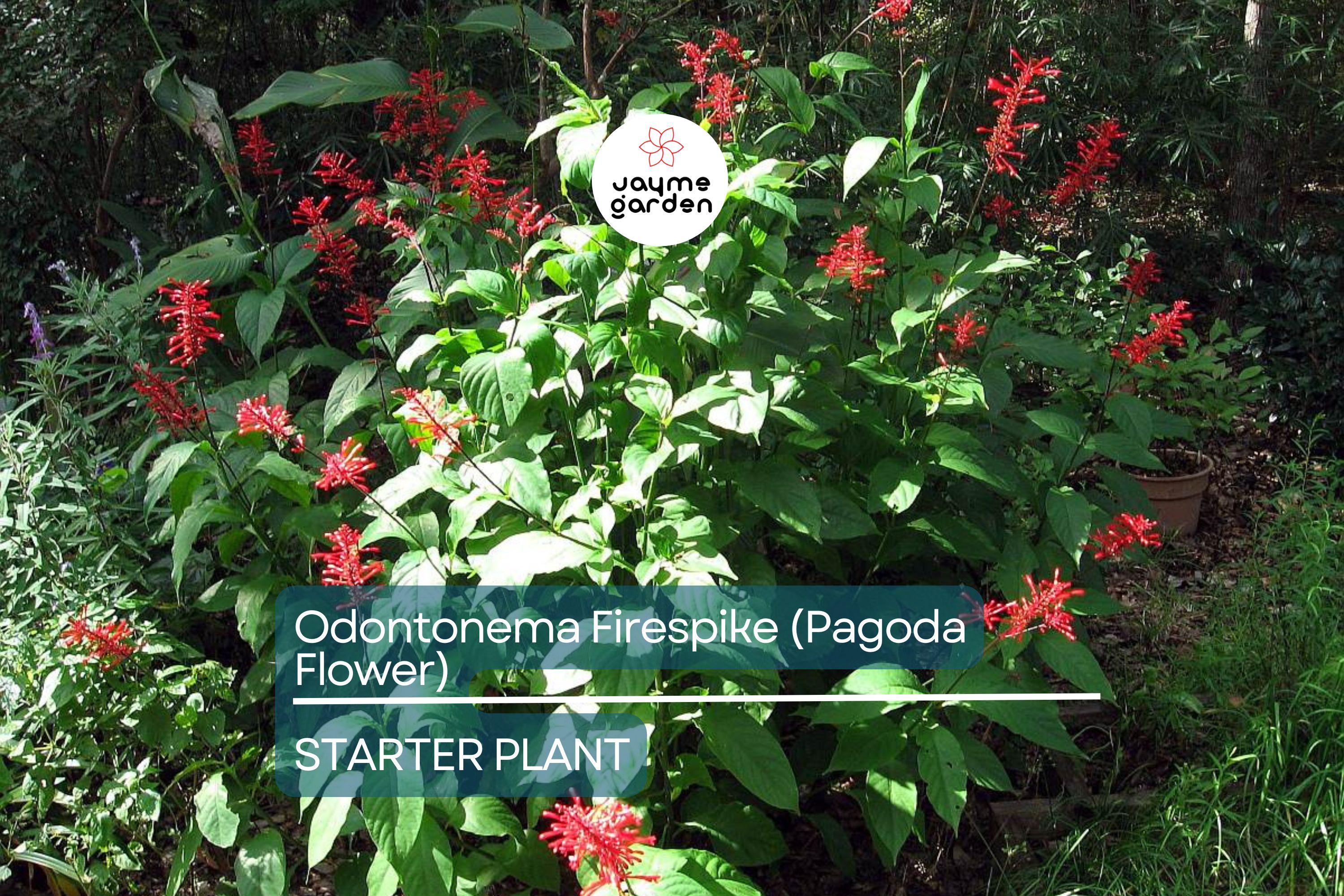 Odontonema Firespike (Pagoda Flower) | Odontonema strictum Live Plant | Vibrant Red Blooms | Butterfly & Hummingbird Magnet