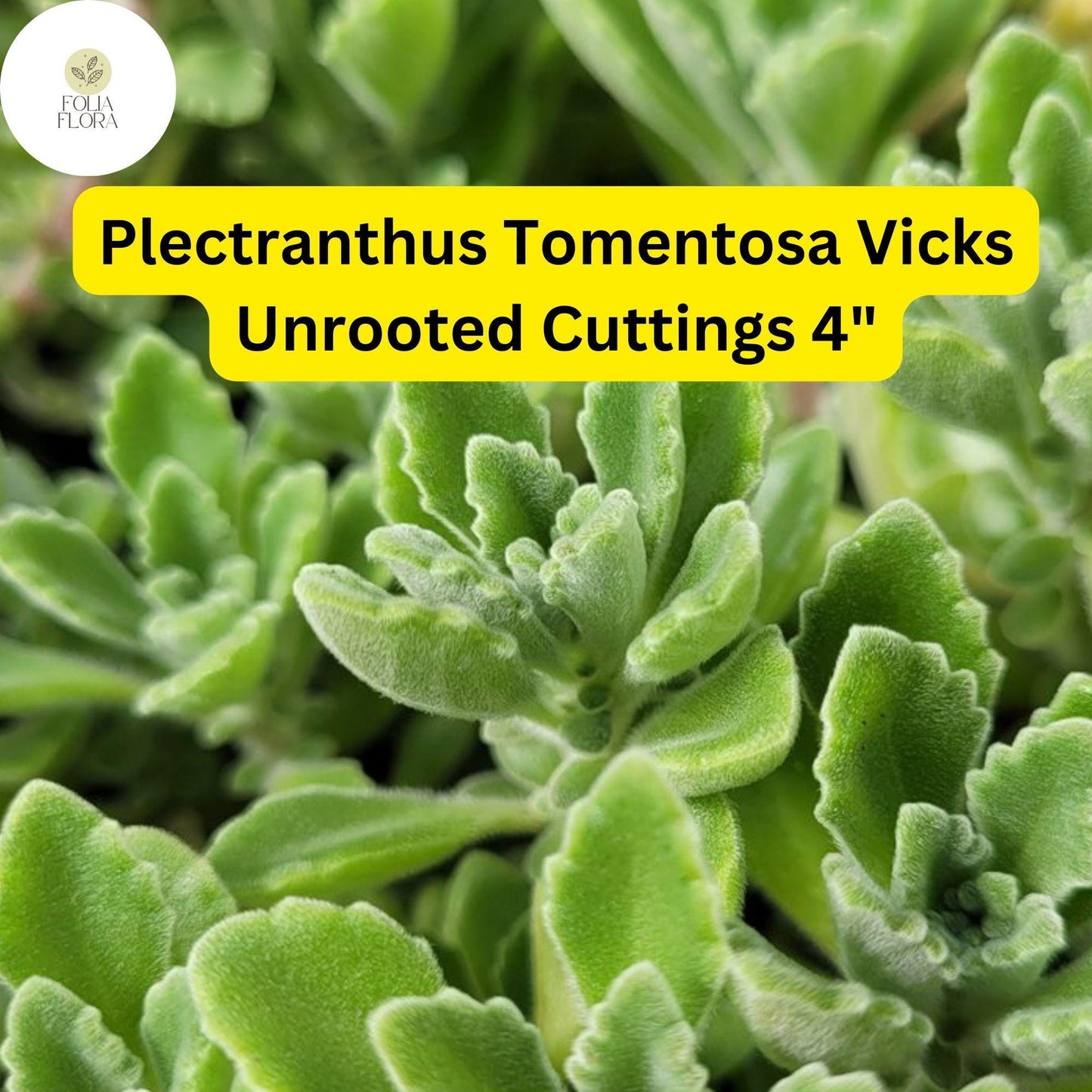 Plectranthus tomentosa ‘Vicks Plant’ | 3 Unrooted 4" Live Succulent Cuttings | Fragrant, Fuzzy Leaves, Easy-Care