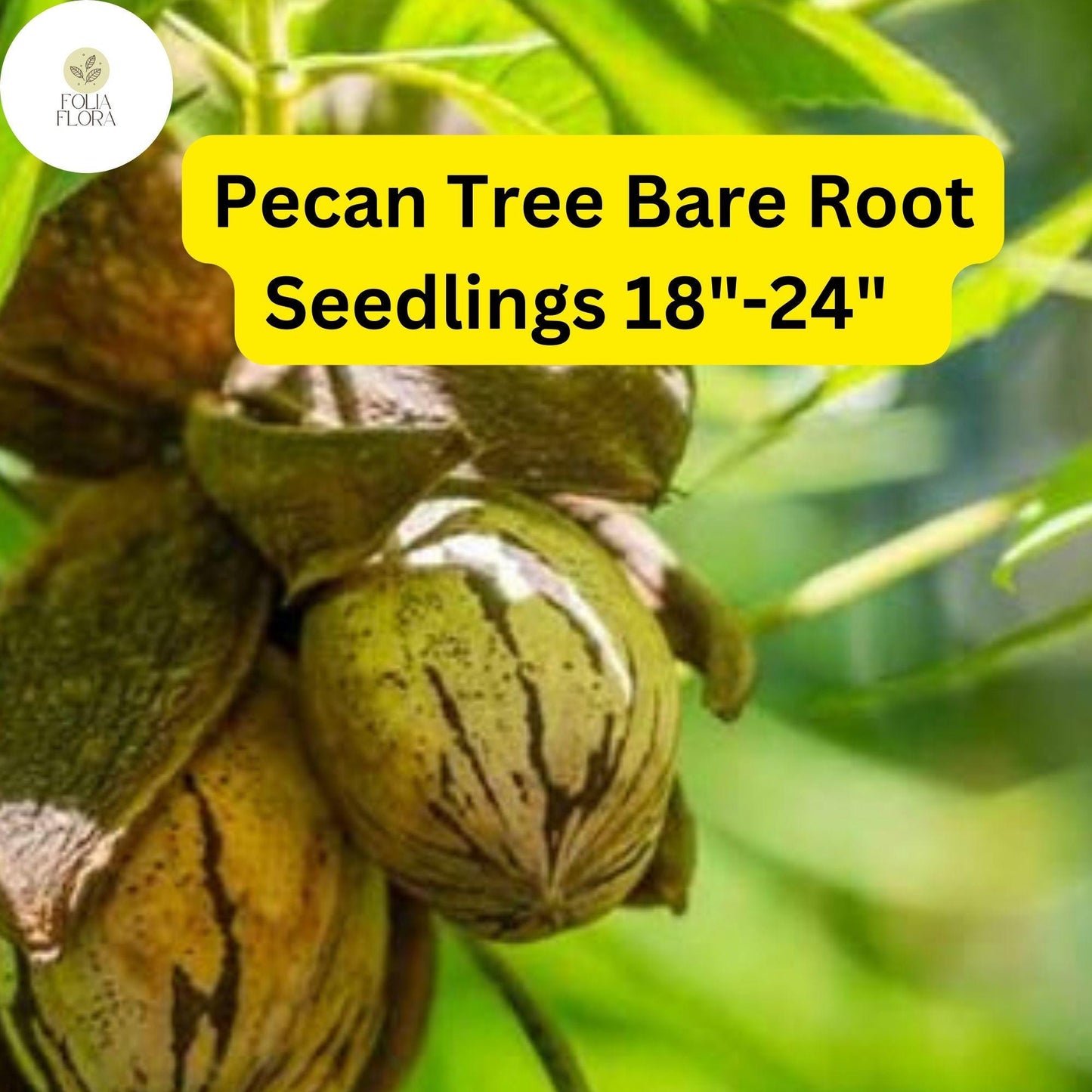 2 Live Bare-Root Seedlings Hardy Pecan Trees (Carya illinoinensis) 18"-24"