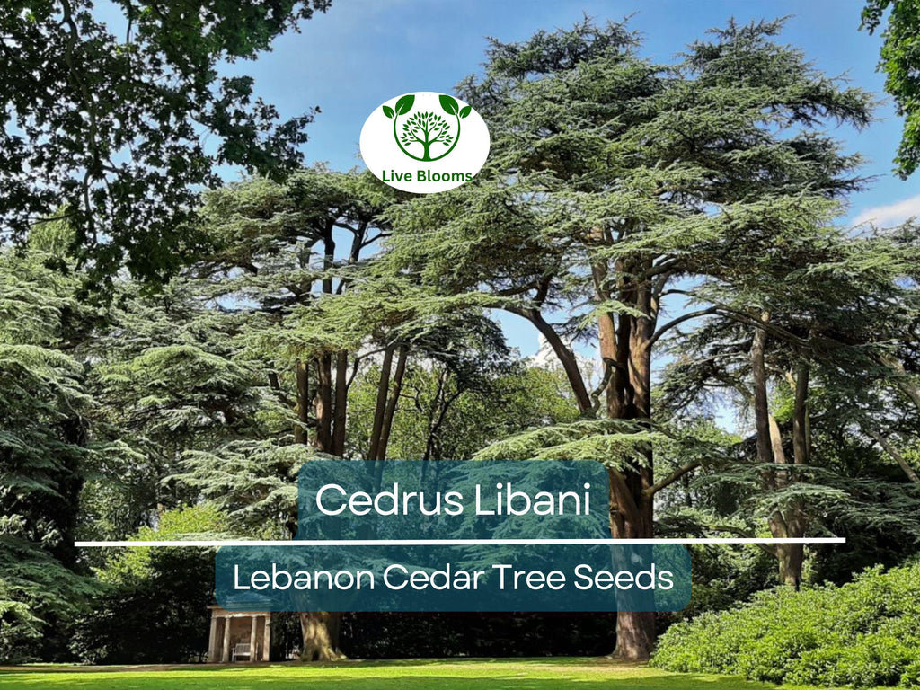 5 Seeds Cedrus Libani (Lebanon Cedar) for Planting - Evergreen Conifer Tree, Drought-Tolerant, Mediterranean Tree, Landscape & Garden Use