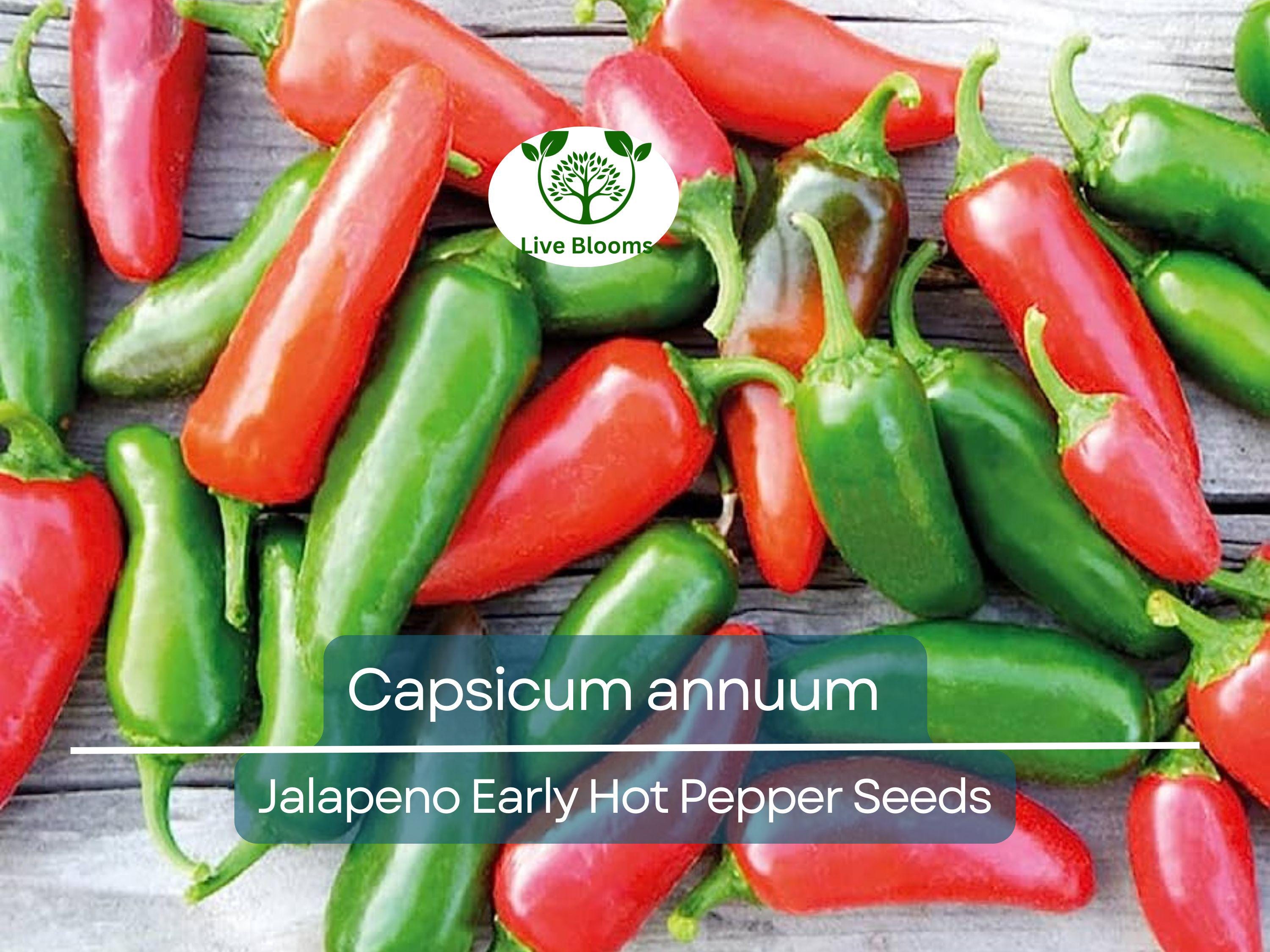 30 Seeds Jalapeno Early Hot Pepper – Capsicum annuum | Heirloom Jalapeno Seeds for Planting, Gardening & Fresh Spicy Harvests