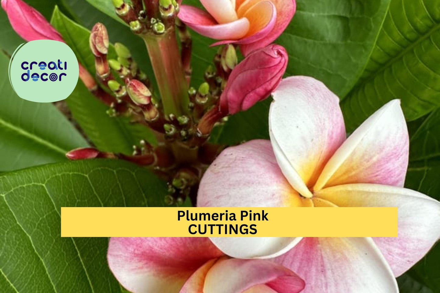 3-Tip Pink Plumeria Cutting – 7–10” Fresh Plumeria rubra Stem | Unrooted Tropical Starter for Pots, Gardens, or Landscape Borders