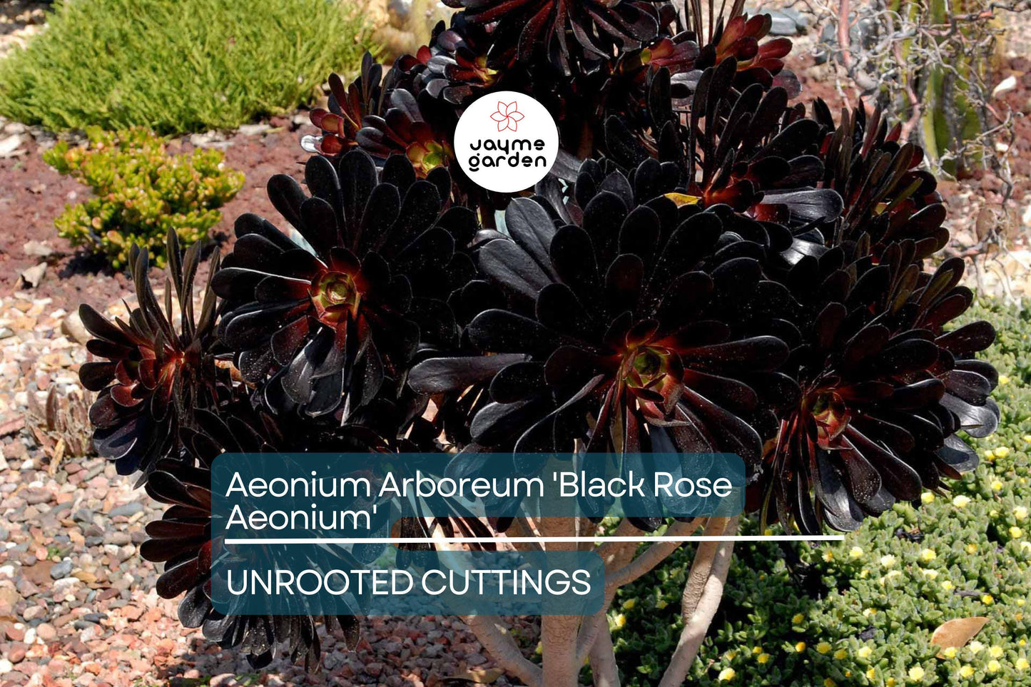 1 Aeonium Arboreum 'Black Rose' Cutting 3-5 Inch Long | Dark Burgundy Succulent | Easy Care | Full Sun/Partial Shade