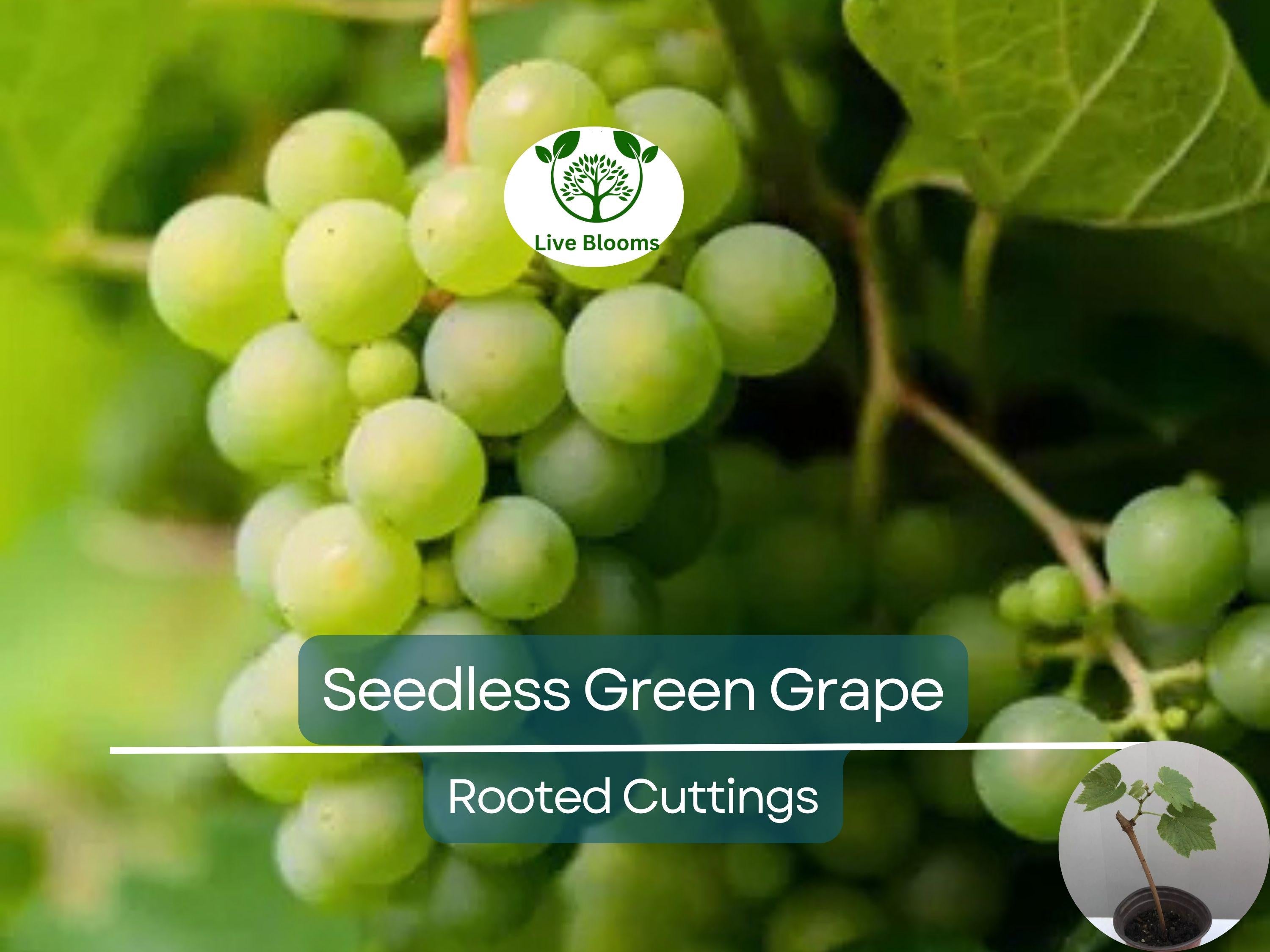 1 Green Rooted Grapes Cutting 8" Vine, Sweet Seedless Live Plant for Vineyard or Garden, Vitis vinifera, Fruit Propagation, Easy Growing