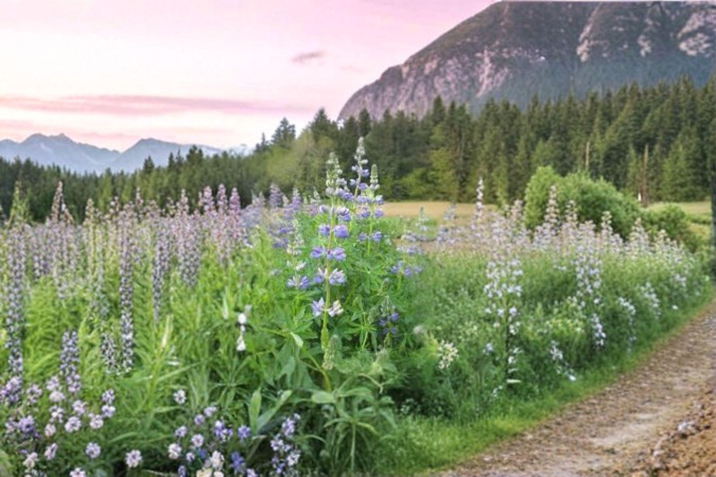 Riverbank Lupine 15 Seeds | Native Pacific Northwest Lupine | Blue-Purple Blooms | Pollinator Friendly Perennial