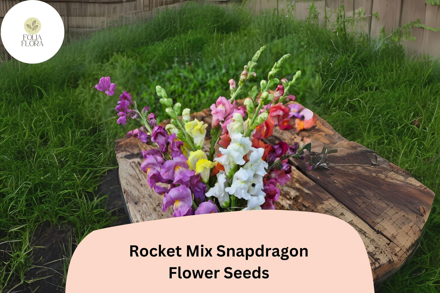Antirrhinum majus Rocket Mix Snapdragon Seeds – 1000+ Multicolor Blooms for Vibrant Garden & Cut Flowers