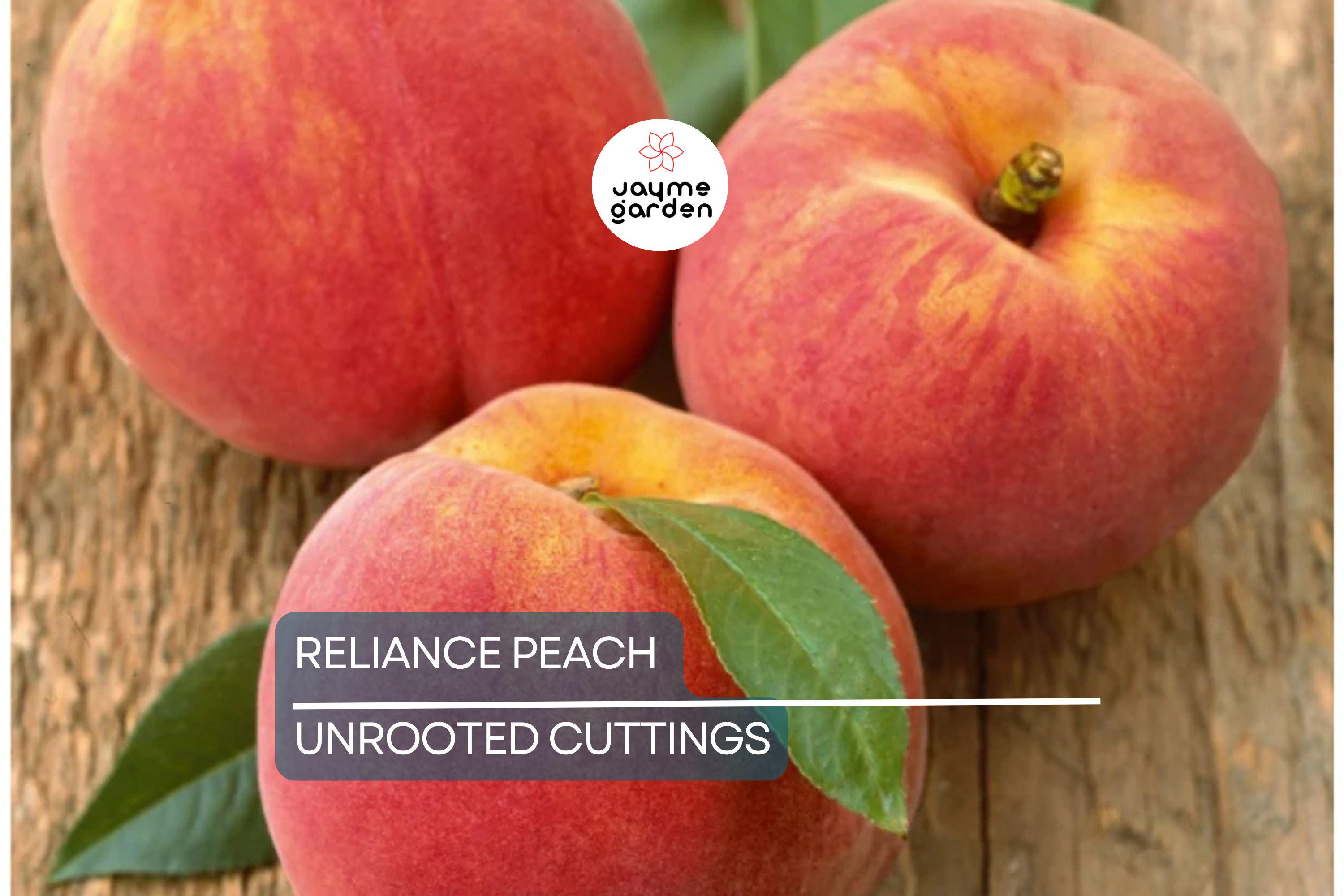 3 Reliance Peach Fruit Tree Scion Cuttings 10-12" Non-Rooted for Grafting or Rooting