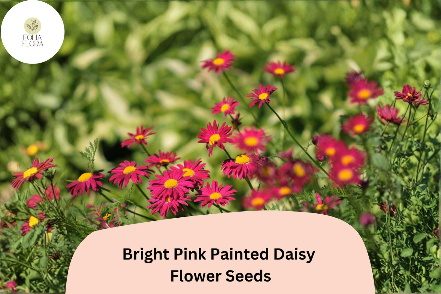 200+ Bright Pink Painted Daisy Seeds | Tanacetum coccineum | Hardy Perennial Flowers for Borders & Pollinator Gardens