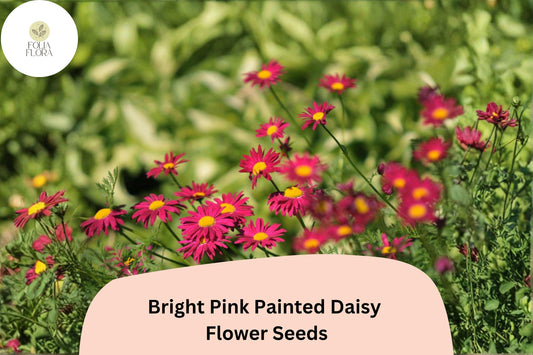 200+ Bright Pink Painted Daisy Seeds | Tanacetum coccineum | Hardy Perennial Flowers for Borders & Pollinator Gardens