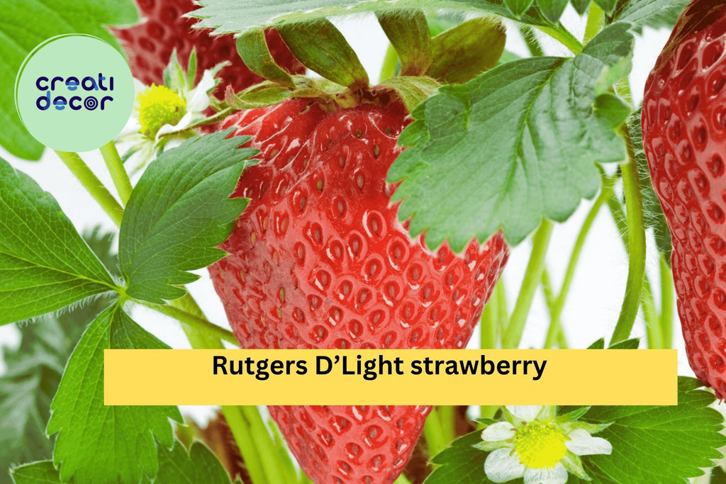 Rutgers D’Light Strawberry Roots – 25 Bare Root Plants, Ever-Bearing Variety for Garden, Sweet Red Fruit, Hardy Perennial Zones 4–9