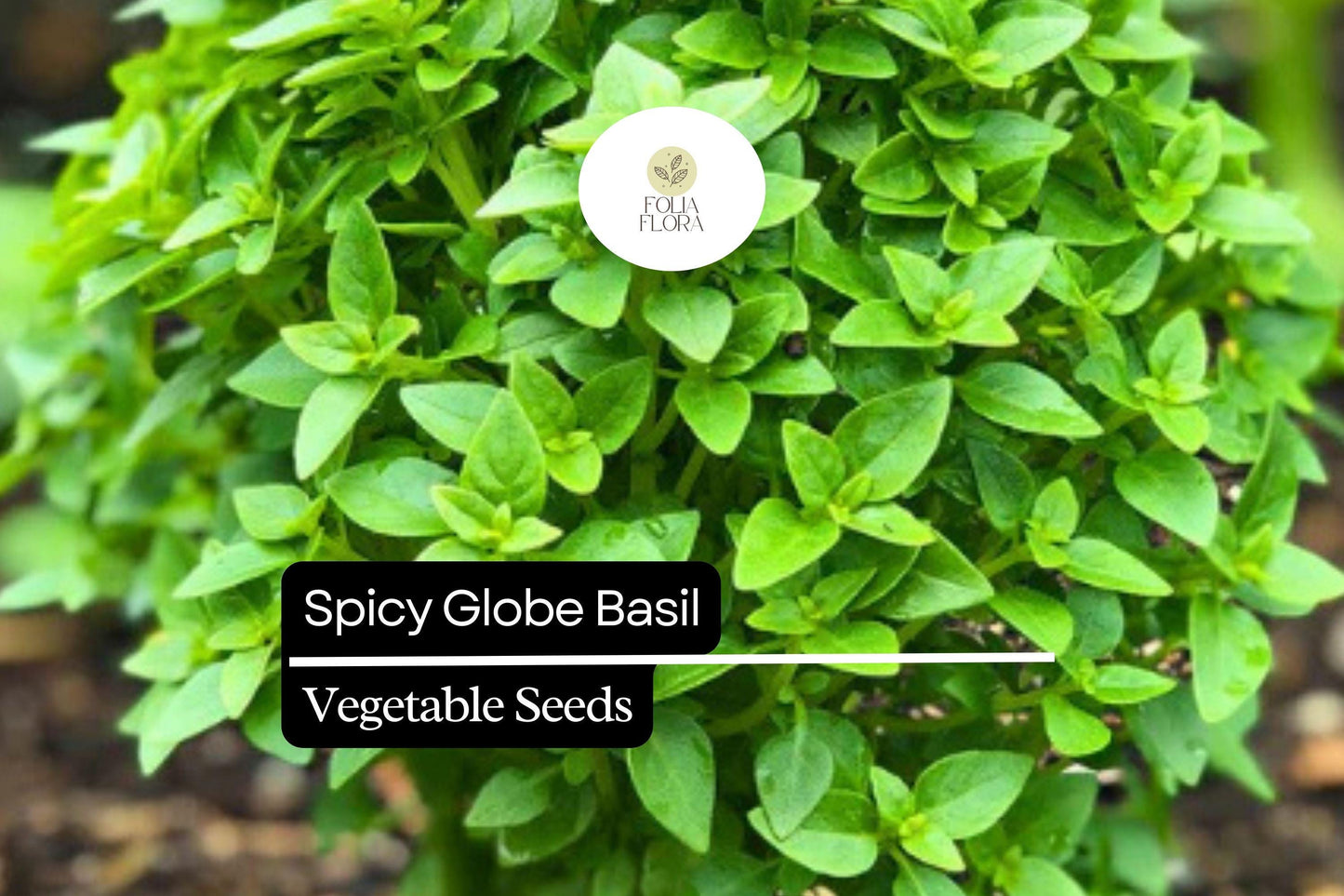 200 Spicy Globe Basil Seeds – Ocimum basilicum – Heirloom, Compact & Aromatic, Perfect for Containers, Culinary Use