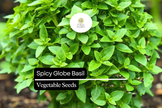 200 Spicy Globe Basil Seeds – Ocimum basilicum – Heirloom, Compact & Aromatic, Perfect for Containers, Culinary Use