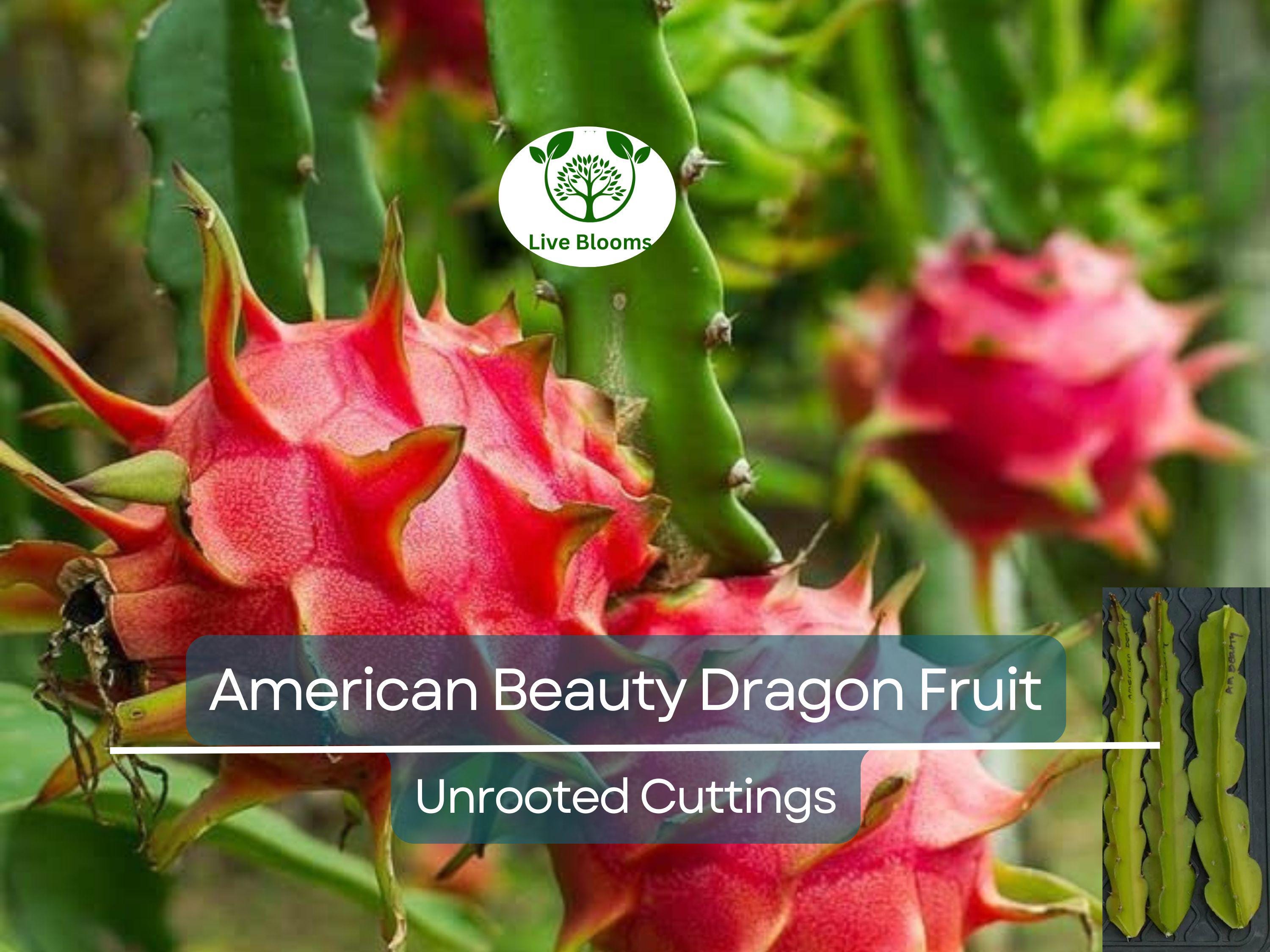 3 American Beauty Dragon Fruit Unrooted Cuttings 8-10", Self Pollinating (Hylocereus undatus), Edible Fruit Cactus, Grow Your Own Pitaya