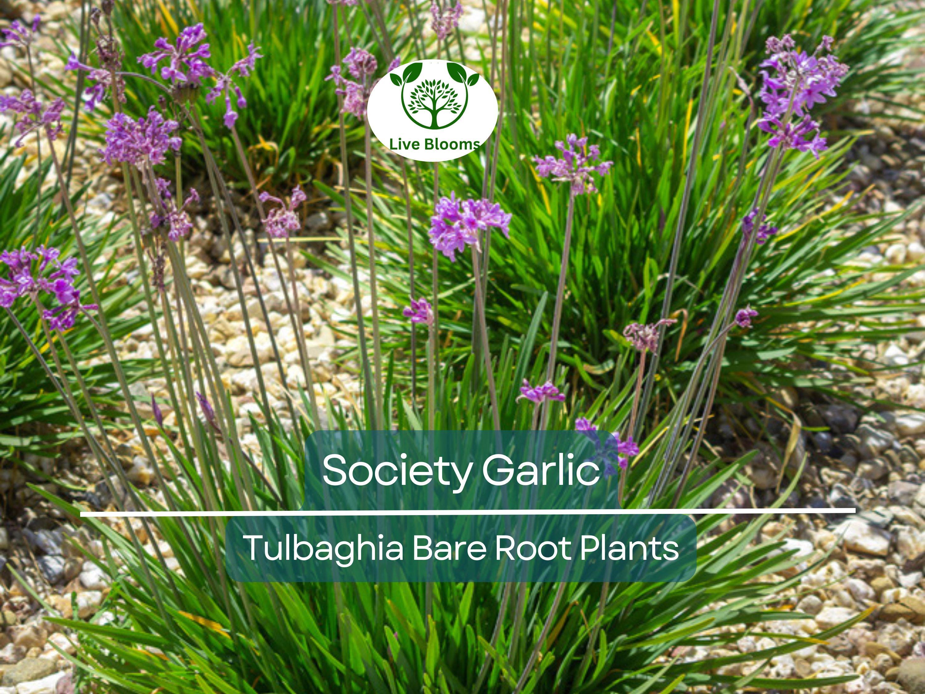 10 Society Garlic Plants – Live Bare Root Bulbs – Tulbaghia violacea – Fragrant Edible Leaves & Purple Flowers – Drought Tolerant