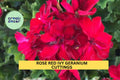 3 Rose Red Ivy Geranium Cuttings – Pelargonium peltatum | 6" Starter Stems for Hanging Baskets, Containers, or Garden Borders