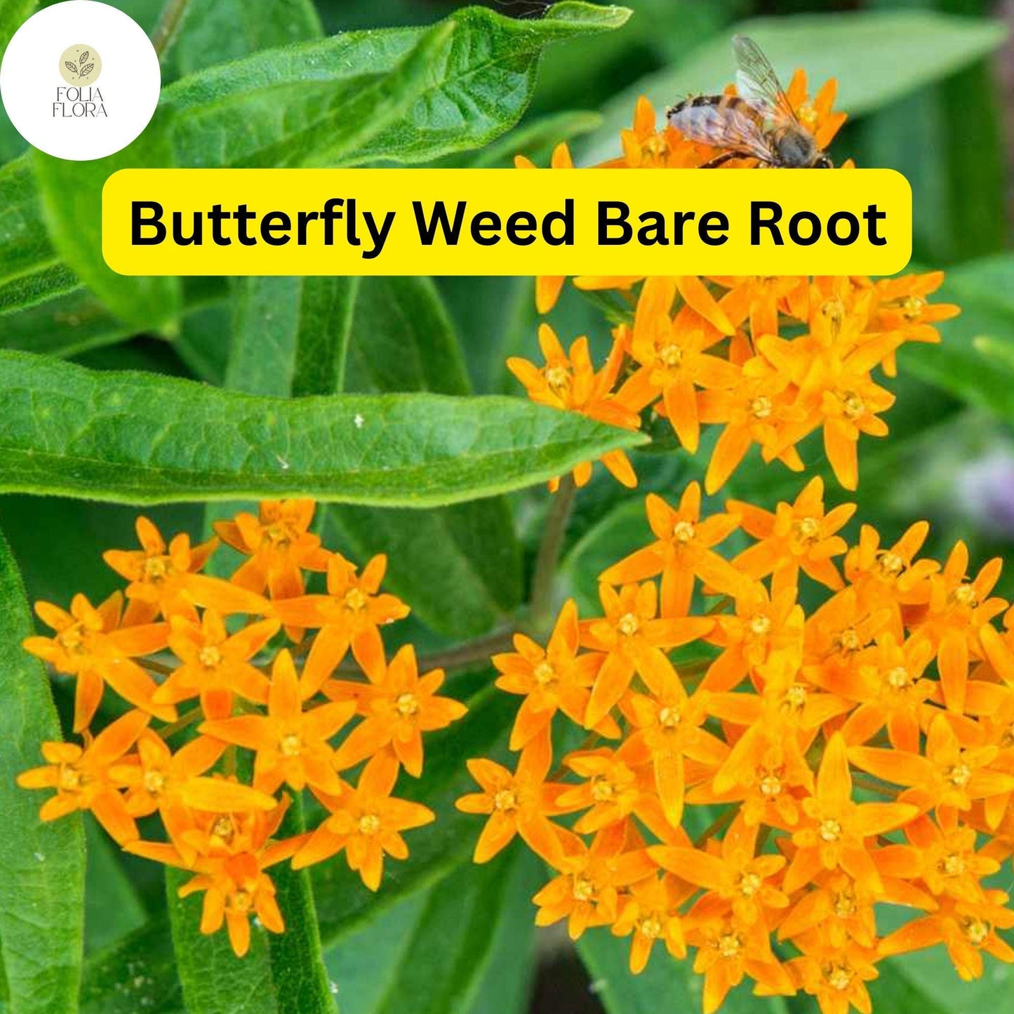 10 Butterfly Weed Plants, Asclepias tuberosa, Bare Root Perennials, Monarch Host & Pollinator-Friendly