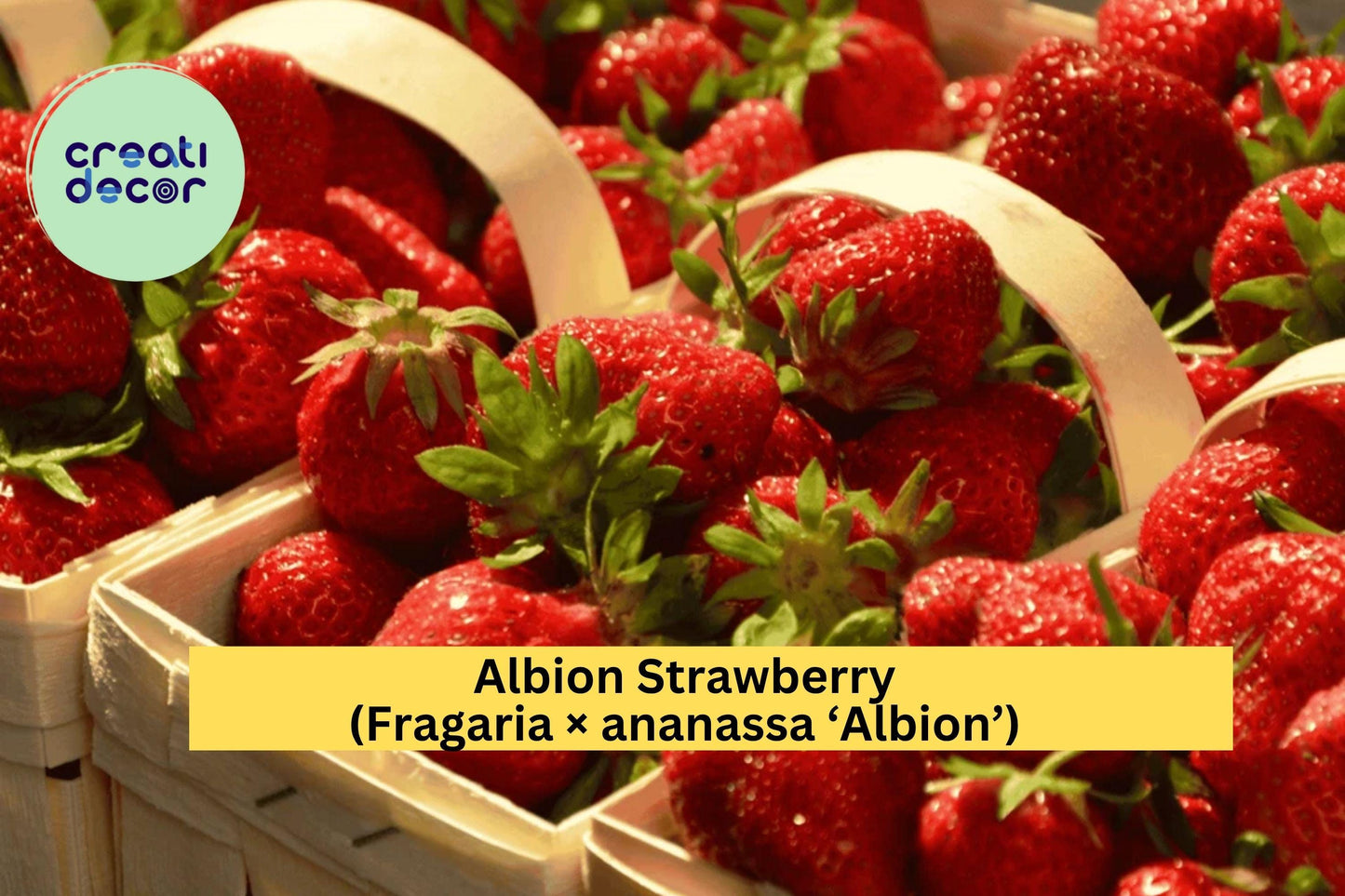 15 Albion Strawberry Roots – Fragaria × ananassa ‘Albion’ – Bare Root Day-Neutral Everbearing Variety for Garden or Planter