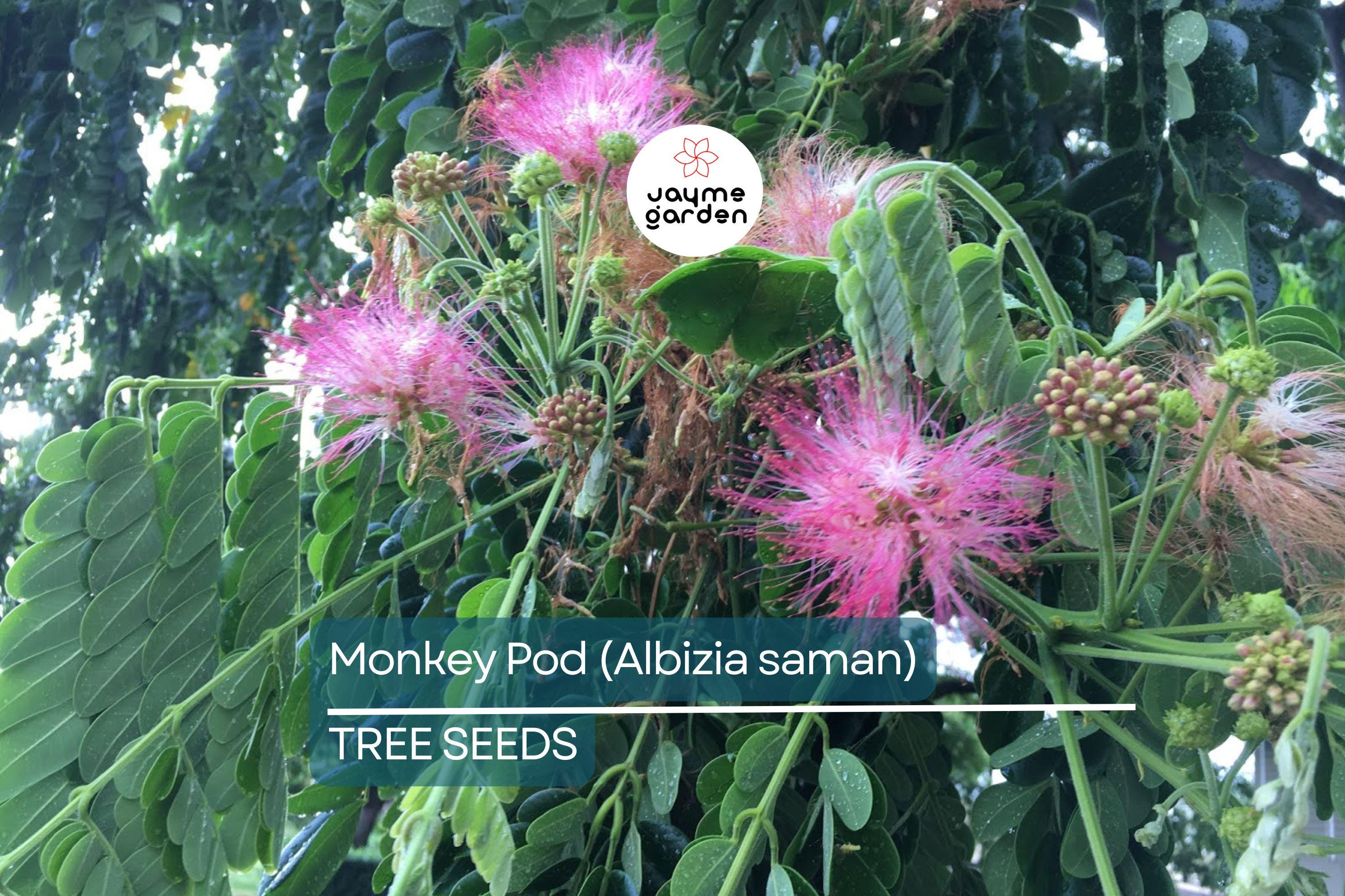 20 Rain Tree Seeds (Albizia saman) – Monkey Pod, Tropical Shade Tree, Bonsai, Zones 10-12