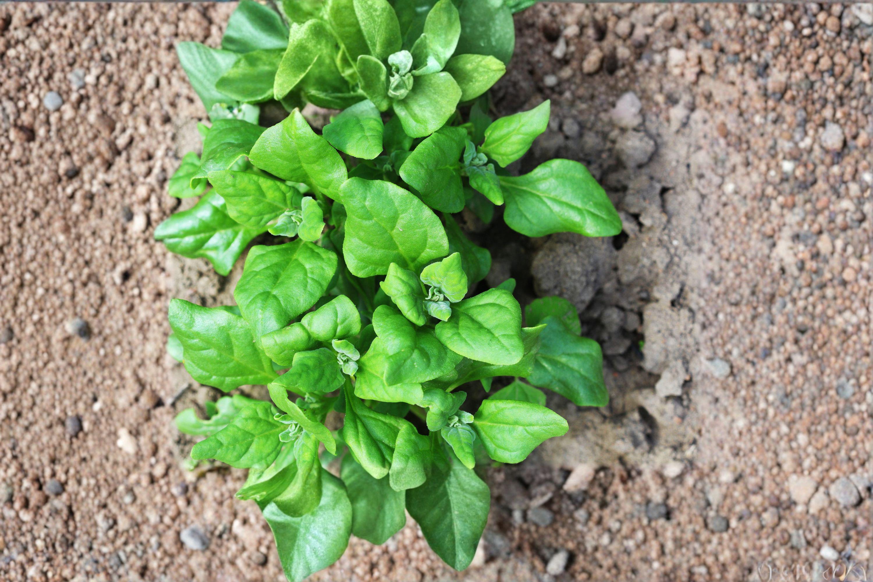 Spinach – New Zealand 100 Seeds | Heat-Tolerant Greens | Summer Spinach Alternative | Continuous Harvest