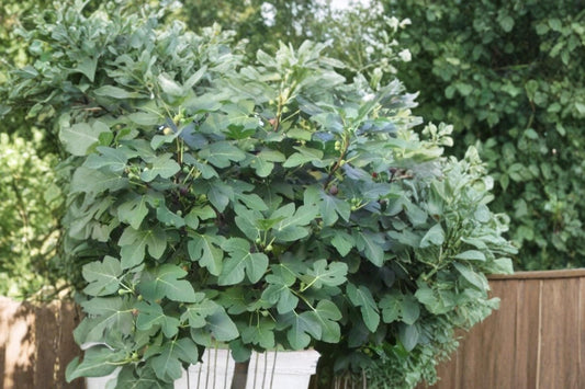 Celeste Fig Tree 5 Cuttings 6"+ (Ficus carica) Unrooted Fresh Cuttings