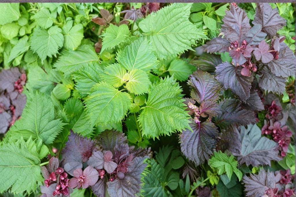 Perilla (Shiso) – Korean Perilla Herb 400 Seeds | Traditional Asian Herb | Aromatic Leaves | Culinary & Medicinal Use