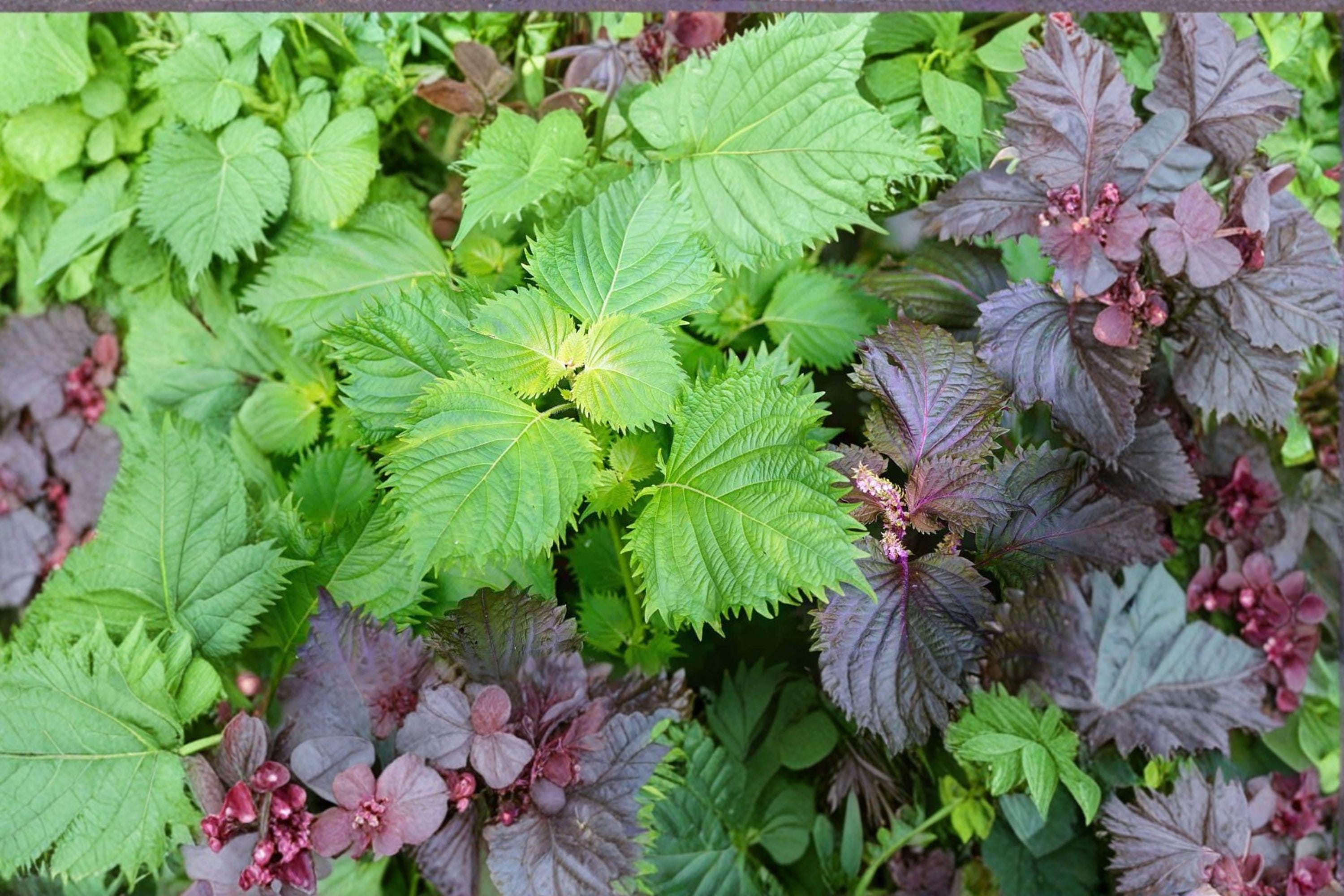 Perilla (Shiso) – Korean Perilla Herb 400 Seeds | Traditional Asian Herb | Aromatic Leaves | Culinary & Medicinal Use