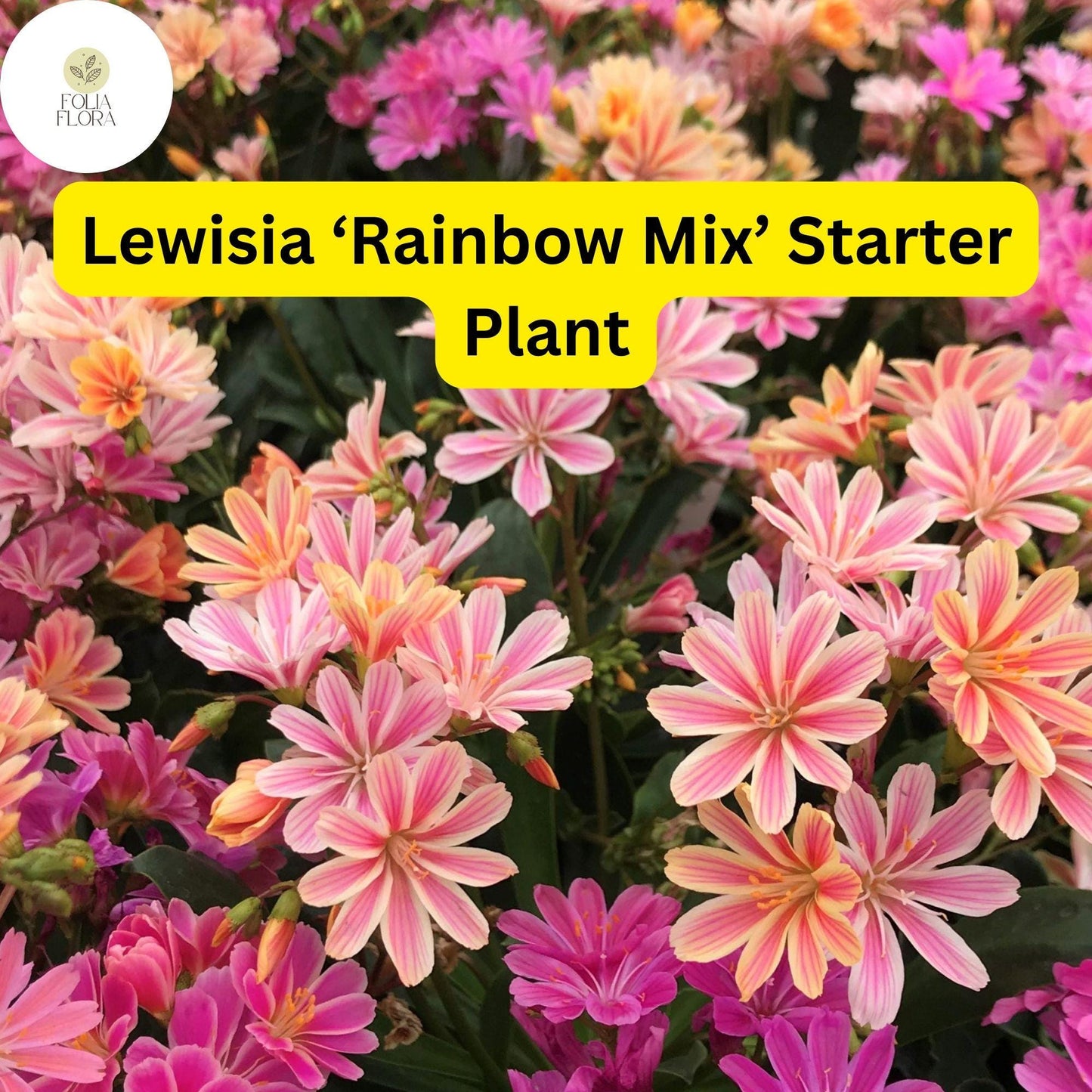 1 Live Starter Plant Lewisia ‘Rainbow Mix’, Hardy Succulent, Colorful Blooms