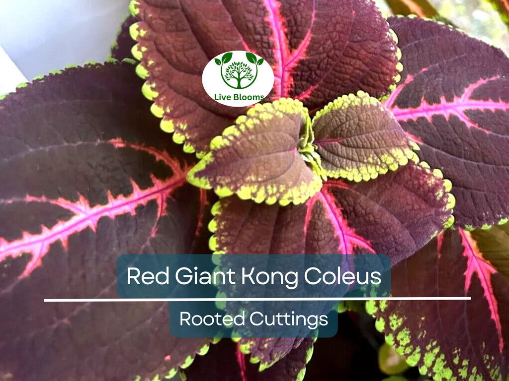 1 Red Giant Kong Coleus Rooted Cuttings - Live Flower, Coleus x hybridus, Colorful Foliage, Indoor/Outdoor Plant