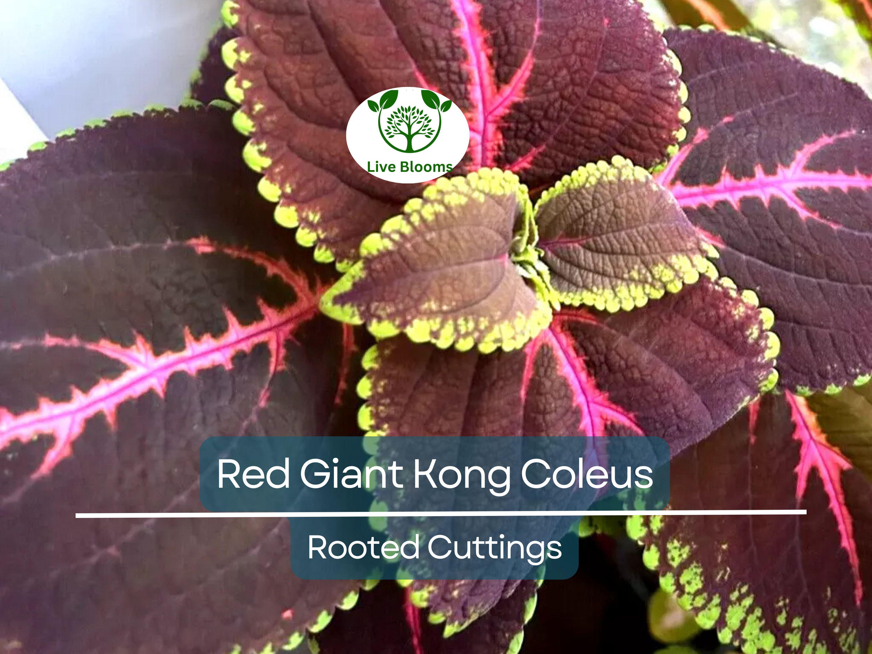 1 Red Giant Kong Coleus Rooted Cuttings - Live Flower, Coleus x hybridus, Colorful Foliage, Indoor/Outdoor Plant