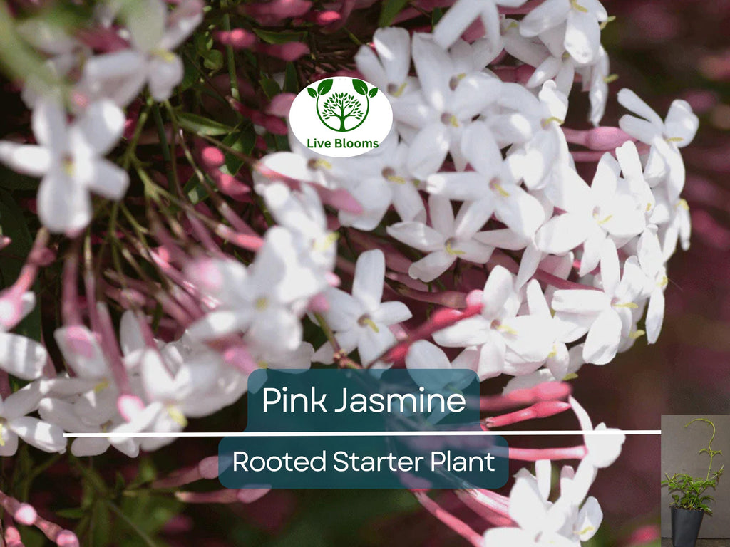 1 Pink Jasmine Jasminum Polyanthum Extremely Fragrant Rooted Starter Plant Bare Root, Sweet Scented Flowering Vine for Sale