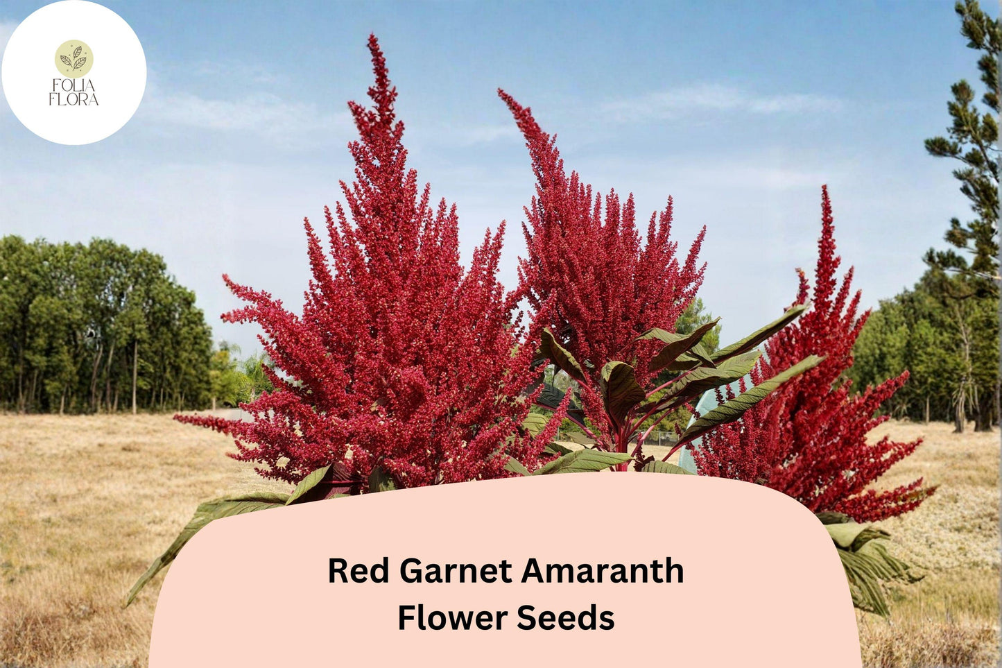 Red Garnet Amaranth Seeds – 100 Amaranthus tricolor | Easy Grow Garden Annual for Beds, Borders