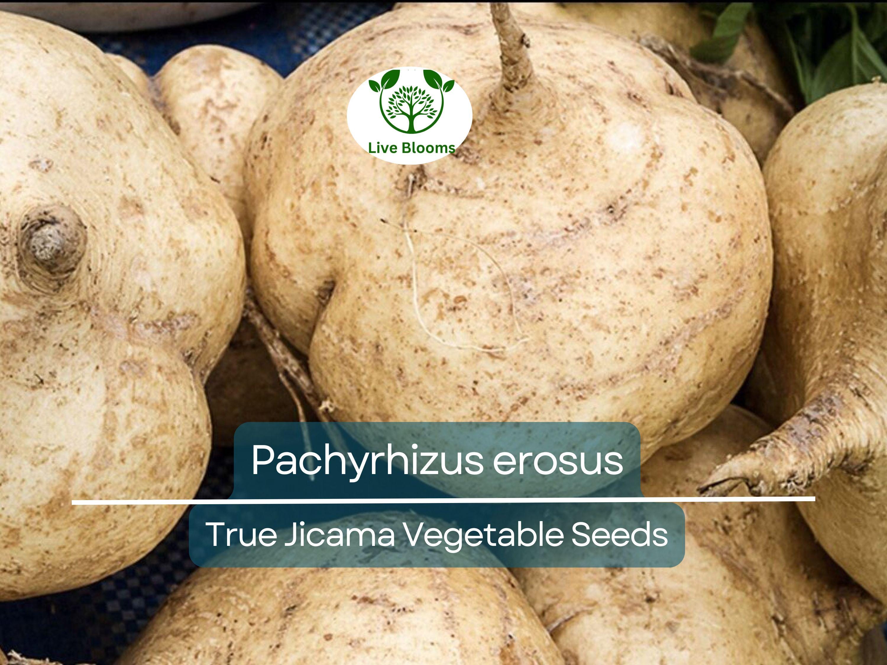 5 Seeds True Jicama – Pachyrhizus erosus | Heirloom Root Vegetable Seeds for Planting, Gardening & Fresh, Nutritious Harvests