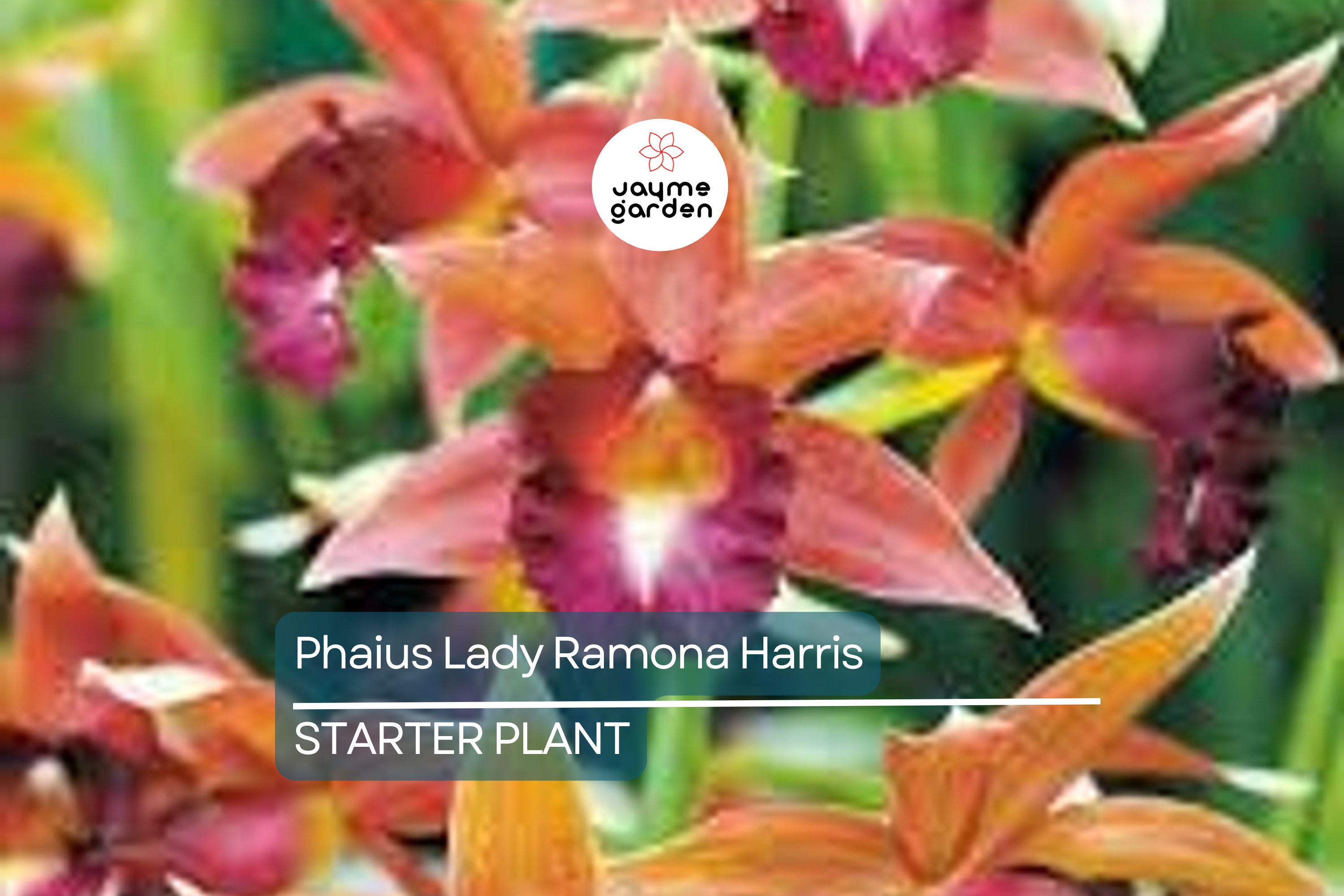 Phaius Lady Ramona Harris ‘Looking @ You’ Orchid | Live Plant | Red-Maroon Flowers | 3-Inch Pot | Indoor/Outdoor Subtropical Orchid