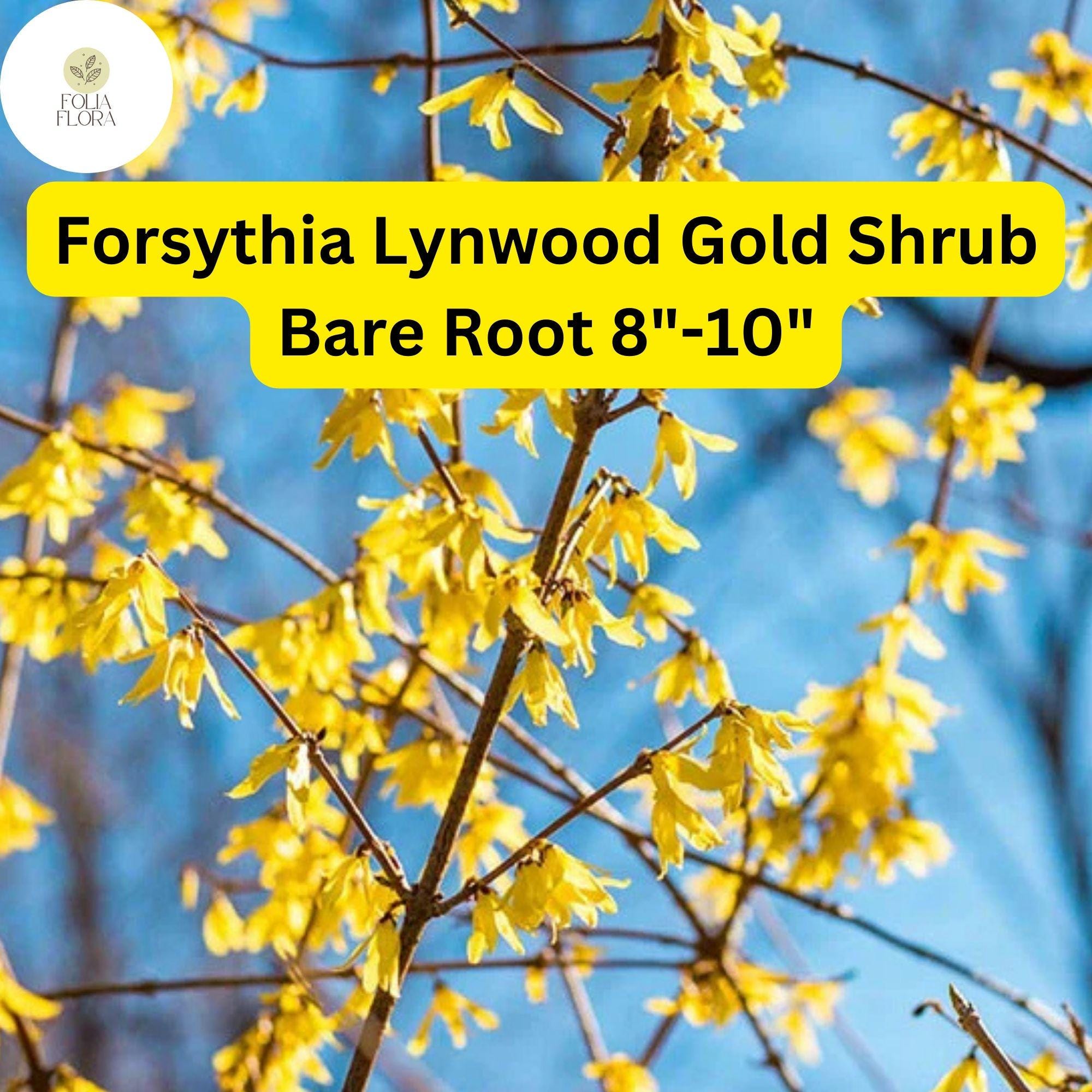 1 Forsythia x intermedia Lynwood Gold Shrub - Live Bare Root Plant 8"-10" for Zones 4-9