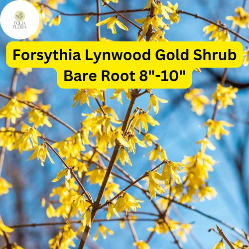 1 Forsythia x intermedia Lynwood Gold Shrub - Live Bare Root Plant 8"-10" for Zones 4-9