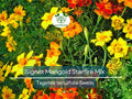 250 Seeds Signet Marigold Starfire Mix, 12" Beneficial Flower, Non-GMO, Vibrant Garden Blooms, Perfect for Cutting Garden, Easy to Grow