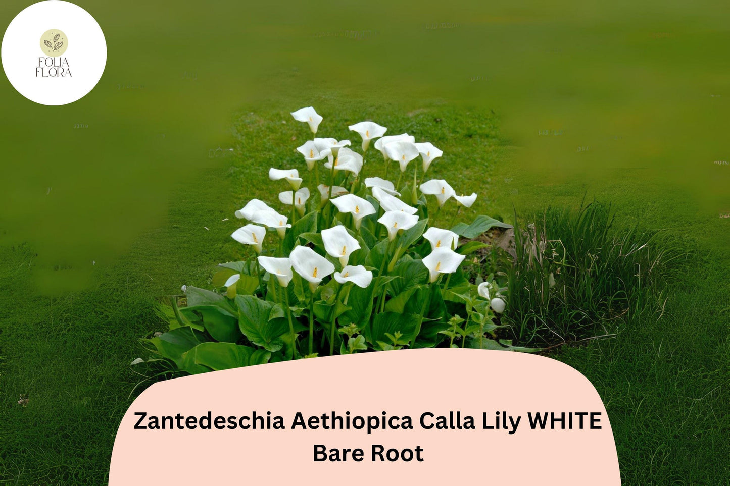 Zantedeschia aethiopica White Calla Lily | 5 Live 2” Plants Florist Quality Flower