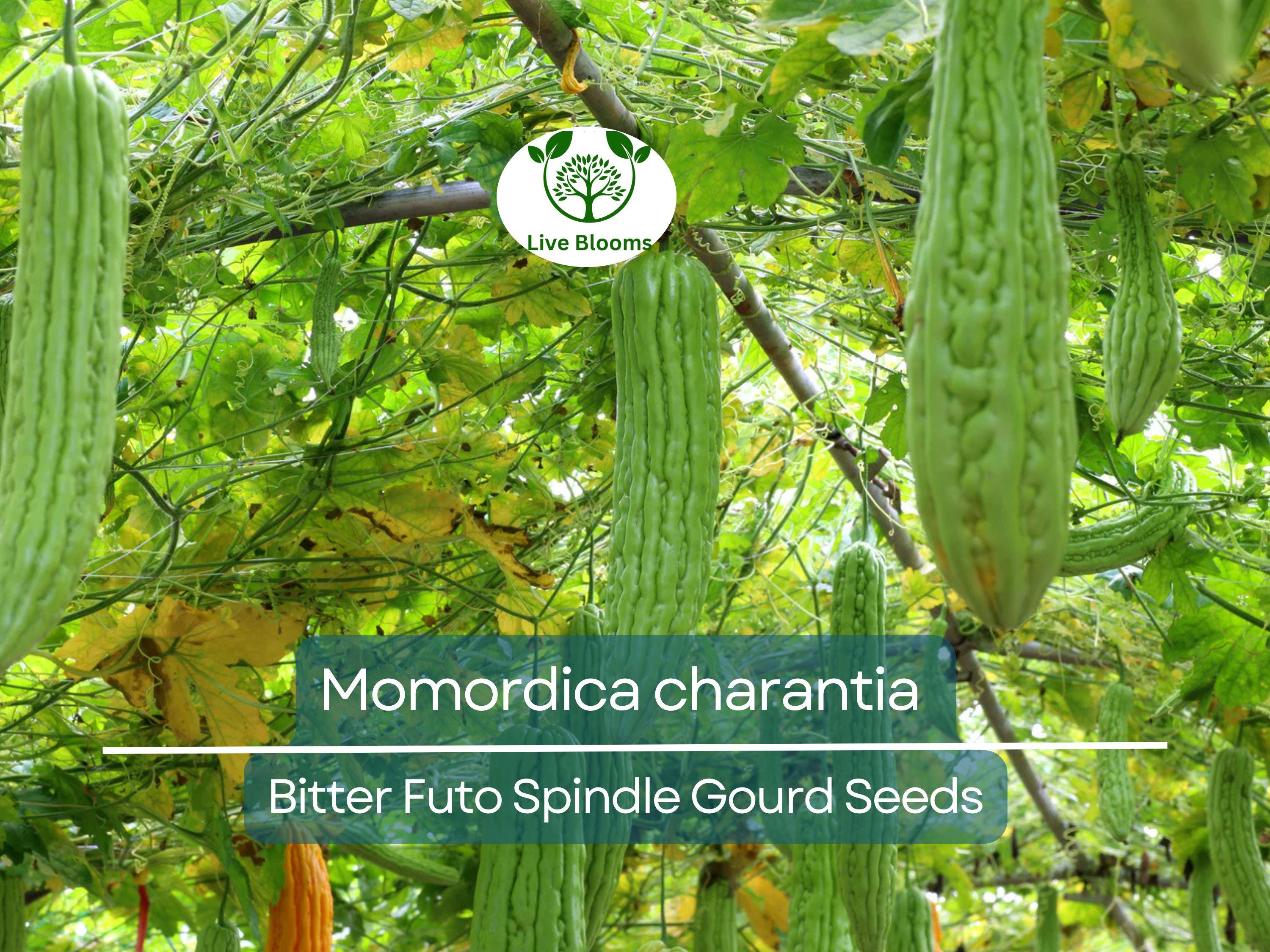 5 Seeds Gourd Bitter Futo Spindle – Hybrid (Momordica charantia) Non-GMO, Healthy Bitter Gourd for Planting, Gardening, & Fresh Harvests