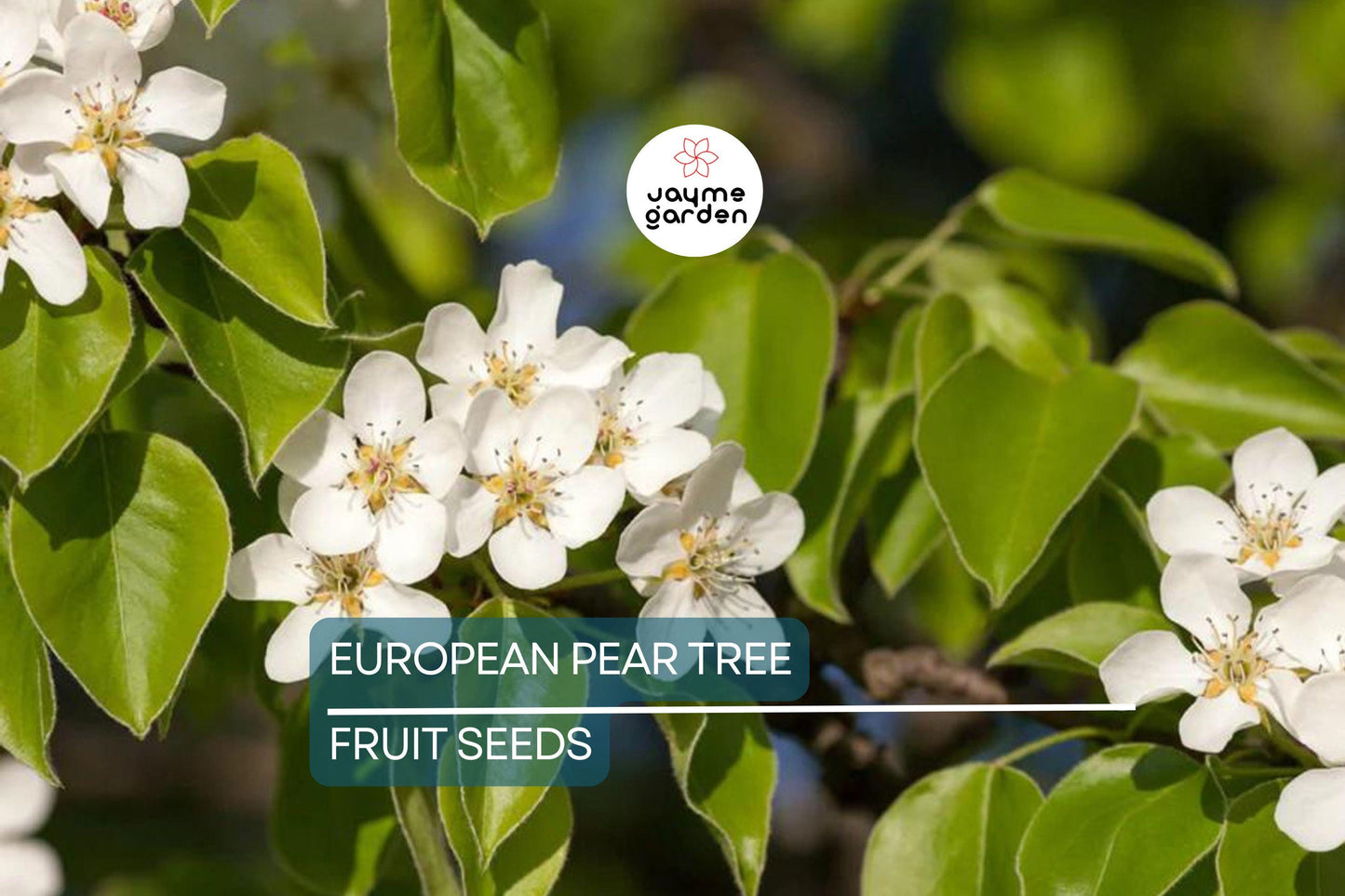 10 European Pear Tree Seeds (Pyrus communis) – Hardy Fruit Tree, White Spring Blossoms, USDA Zones 5-8, Fast-Growing Ornamental